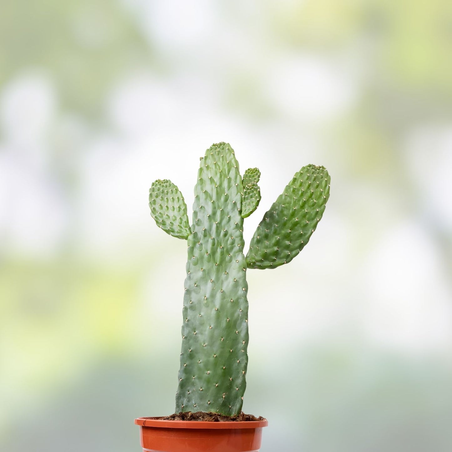 Consolea Rubescens Cactus Cutting - Live Succulent Pad Segment for Home Decor - Unique Road Kill Cactus Plant