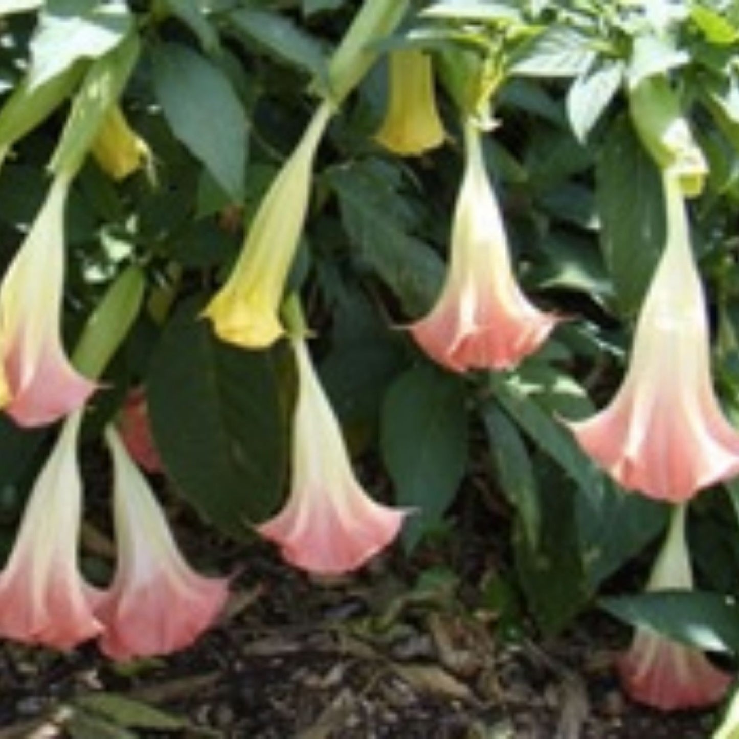 Brugmansia Cuttings - 3 Pink/Peach Angel Trumpet Plants - Fragrant Flowers - Easy to Grow - Datura suaveolens