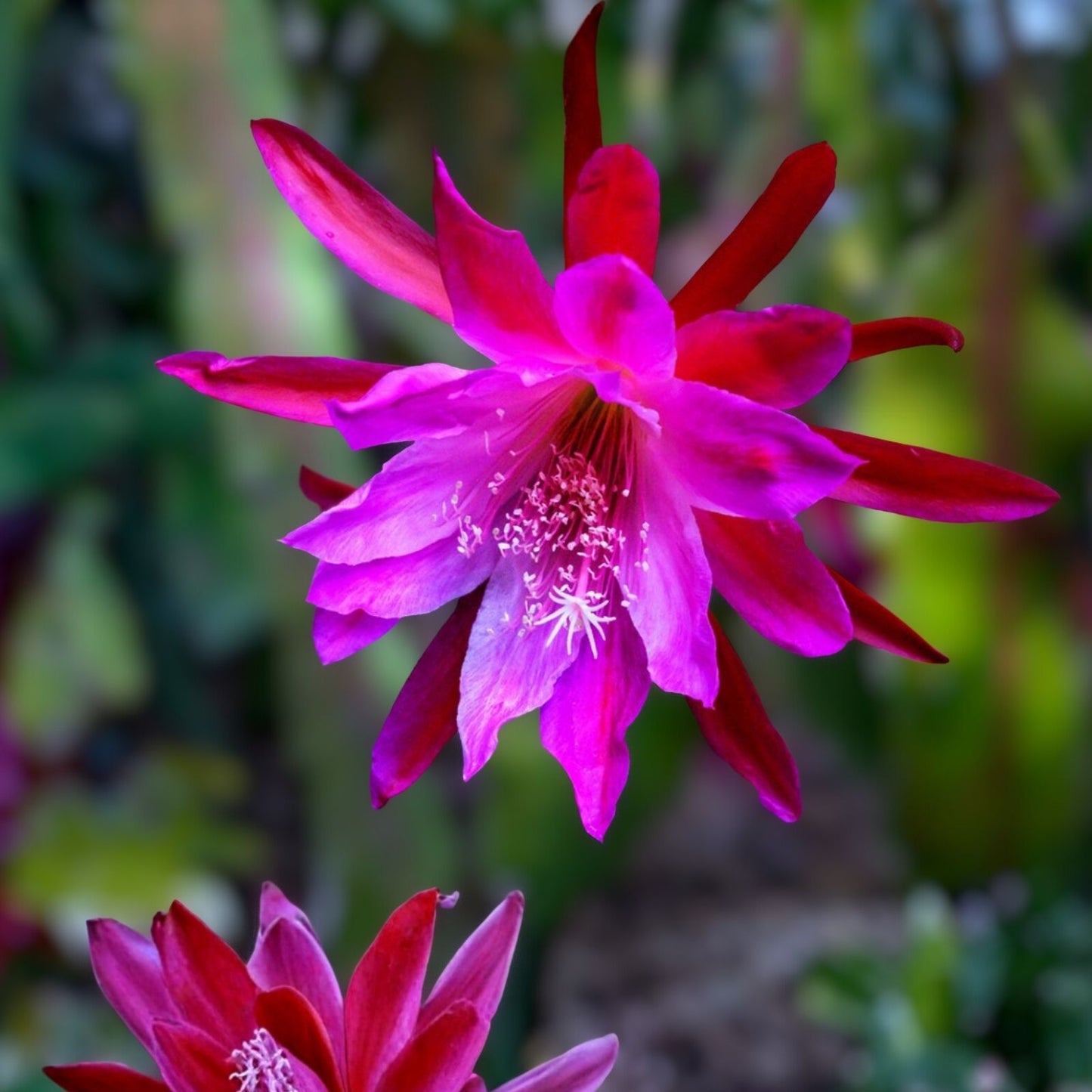Epiphyllum 'Blue Paradise' Unrooted Cutting - Rare Orchid Cactus - Unique Colorful Houseplant - Epiphyllum oxypetalum