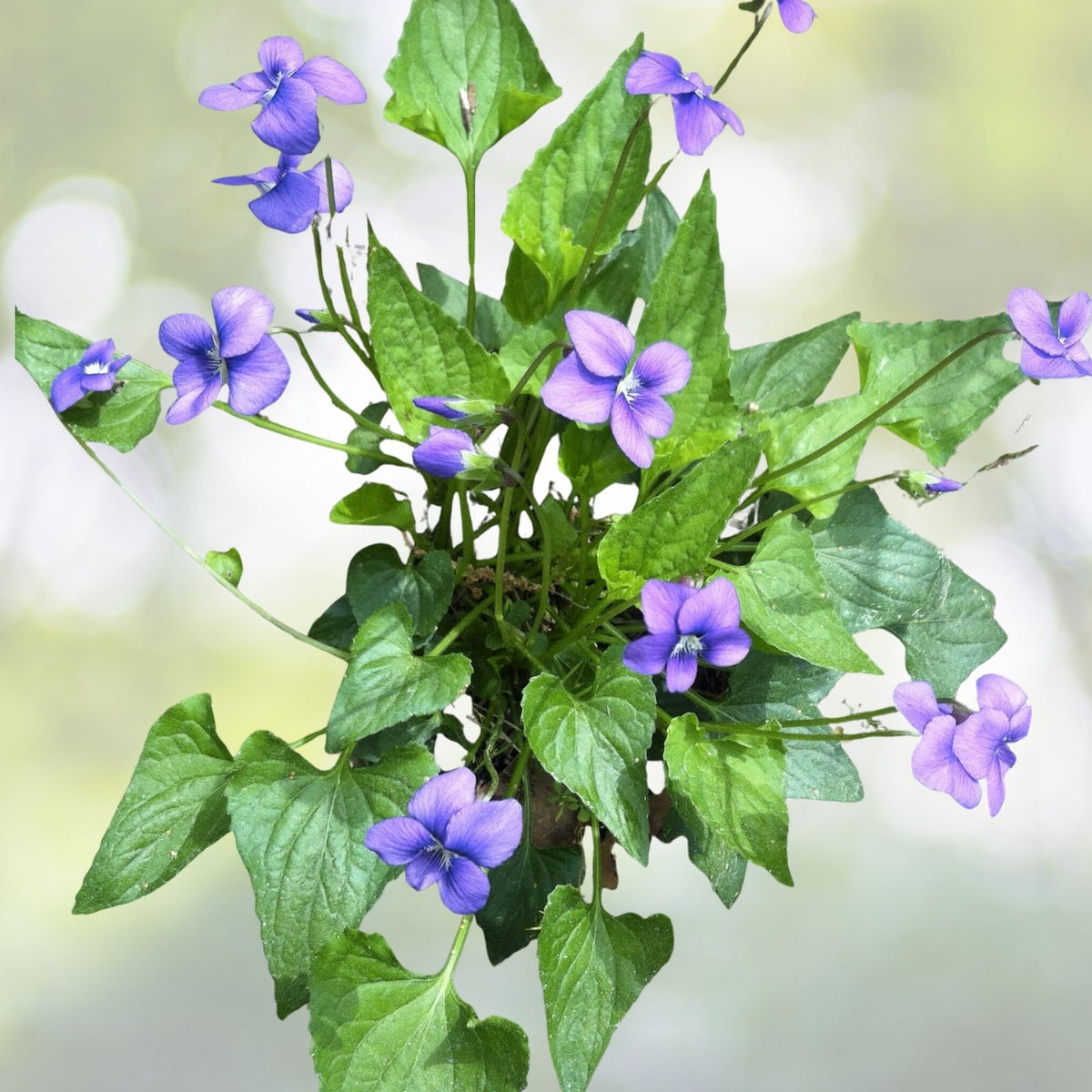 Purple Blue Violet Plants 5-Pack, Edible Perennial, Heart-Shaped Leaves, Butterfly Attractant, Viola Sororia, Easy Grow