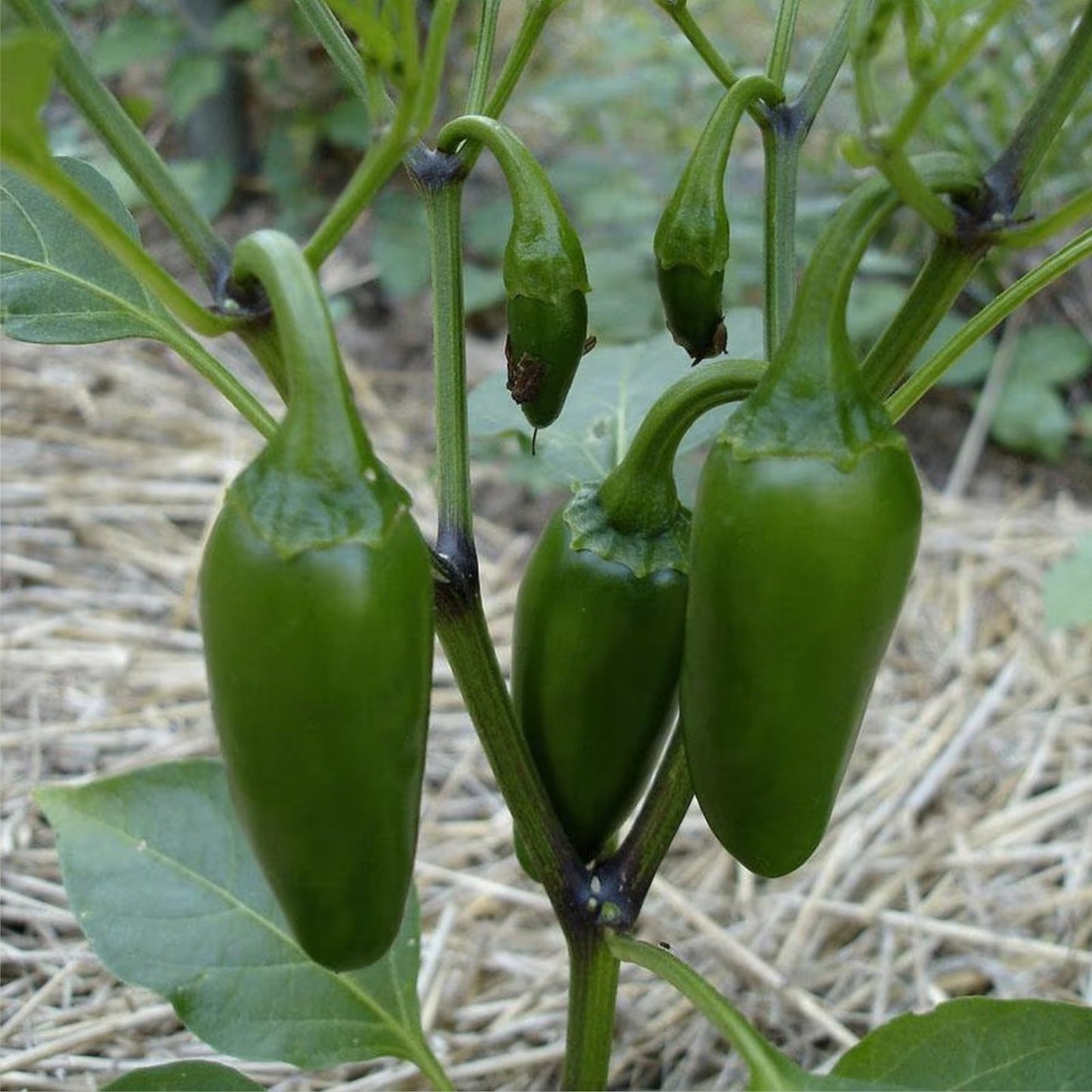 Bulk Jalapeno Pepper Seeds 500 Count – Spicy Capsicum annuum for Planting, Versatile Hot Pepper Seeds