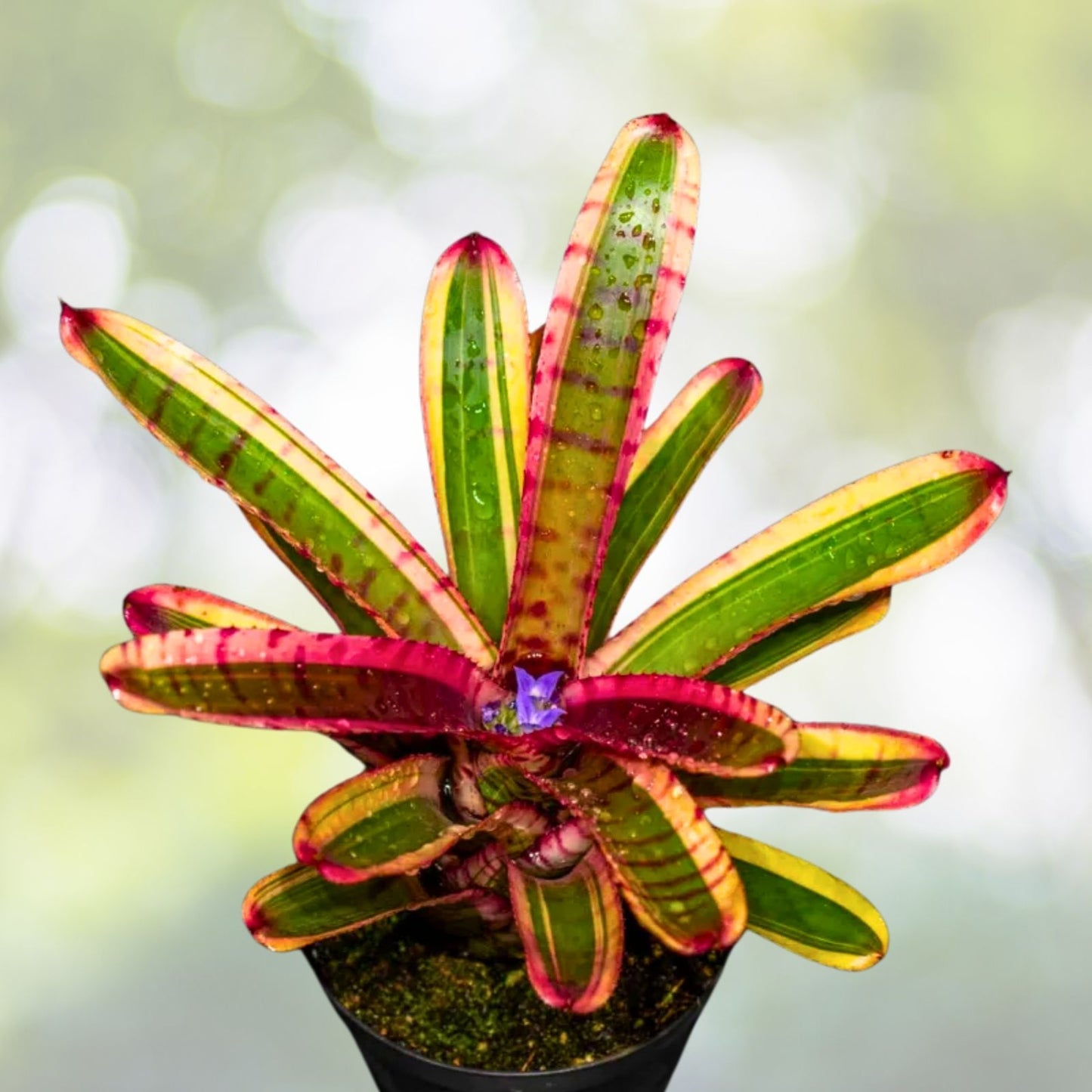 Tropical Bromeliad 4" Pot Neoregelia Blushing Zebra Indoor Plant for Home Decor Neoregelia 'Blushing Zebra'