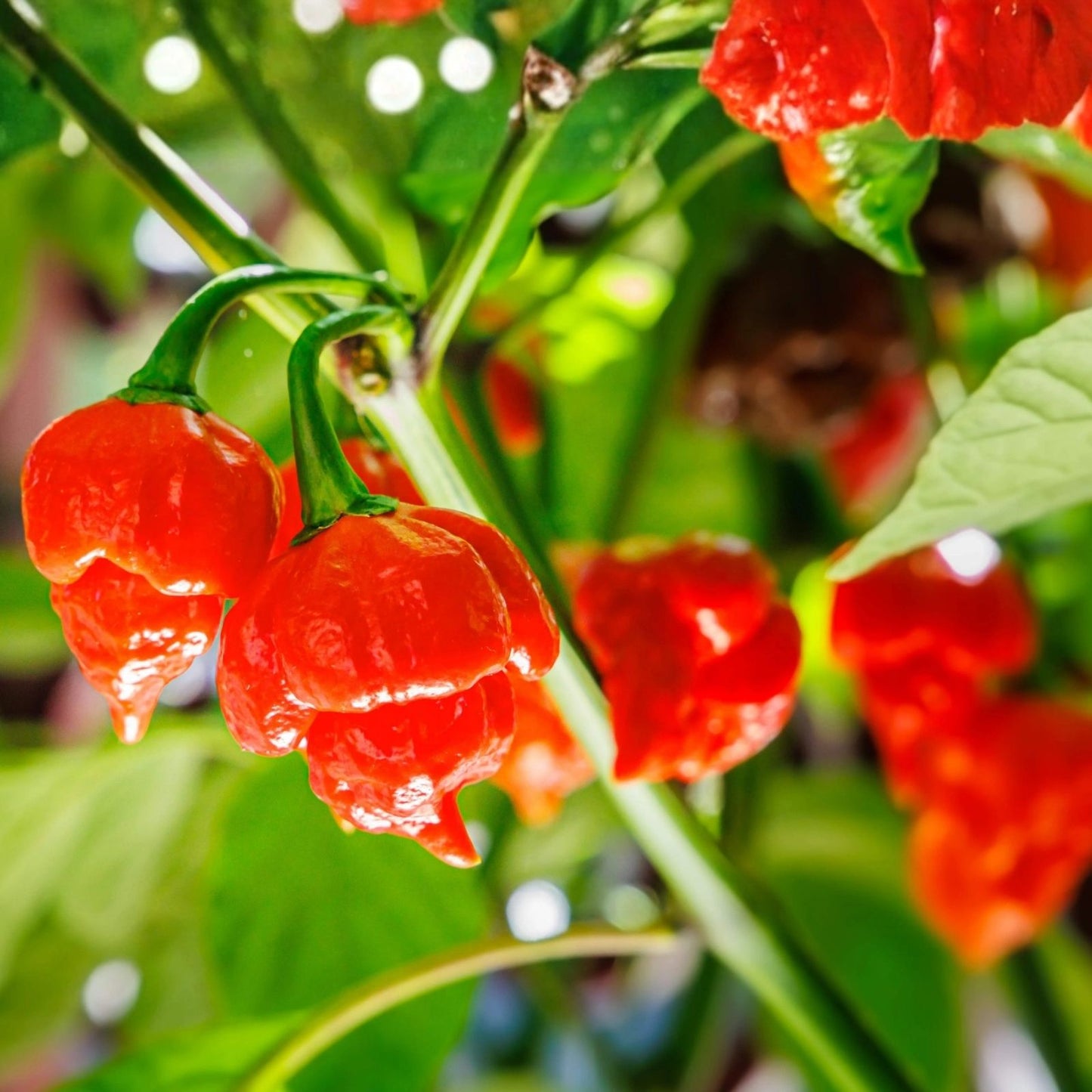 Carolina Reaper Seeds - 10 Organic Chili Pepper Seeds - World's Hottest Capsicum chinense Seed Pack