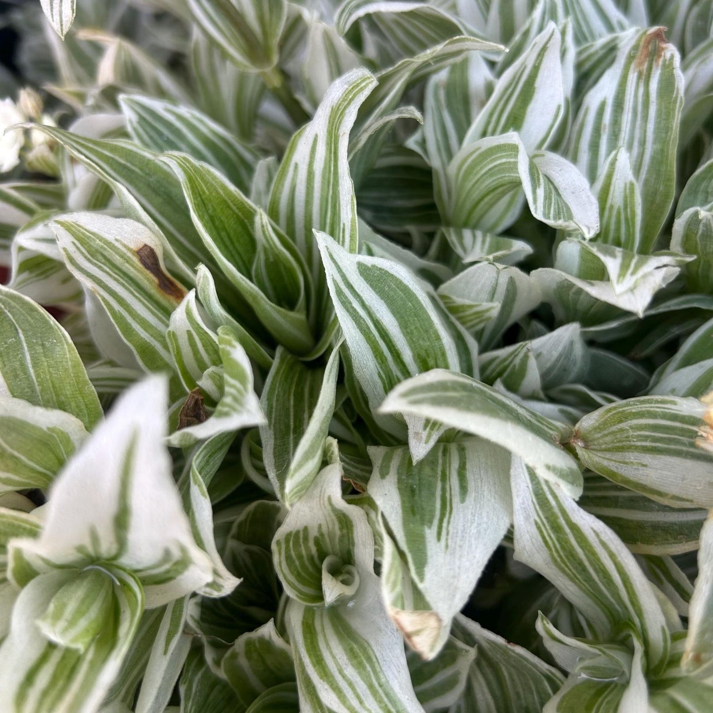 Tradescantia Fluminensis "Golden Wing" Cuttings – Wandering Jew Plant – Easy Care Houseplant for Propagation