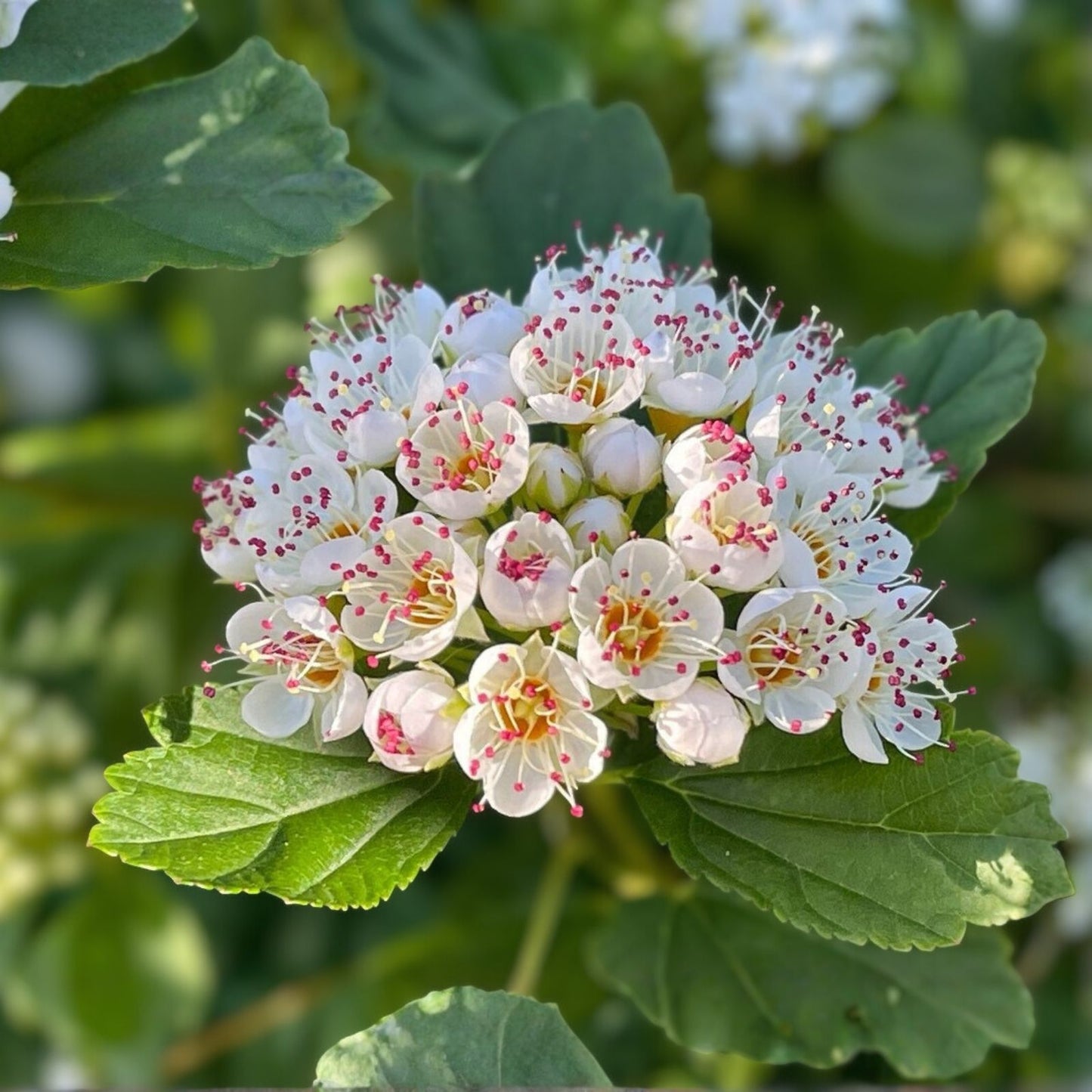 Ninebark Plant Bare Root 12-18 Inches, Physocarpus opulifolius, Hardy Shrub for Zones 5-9