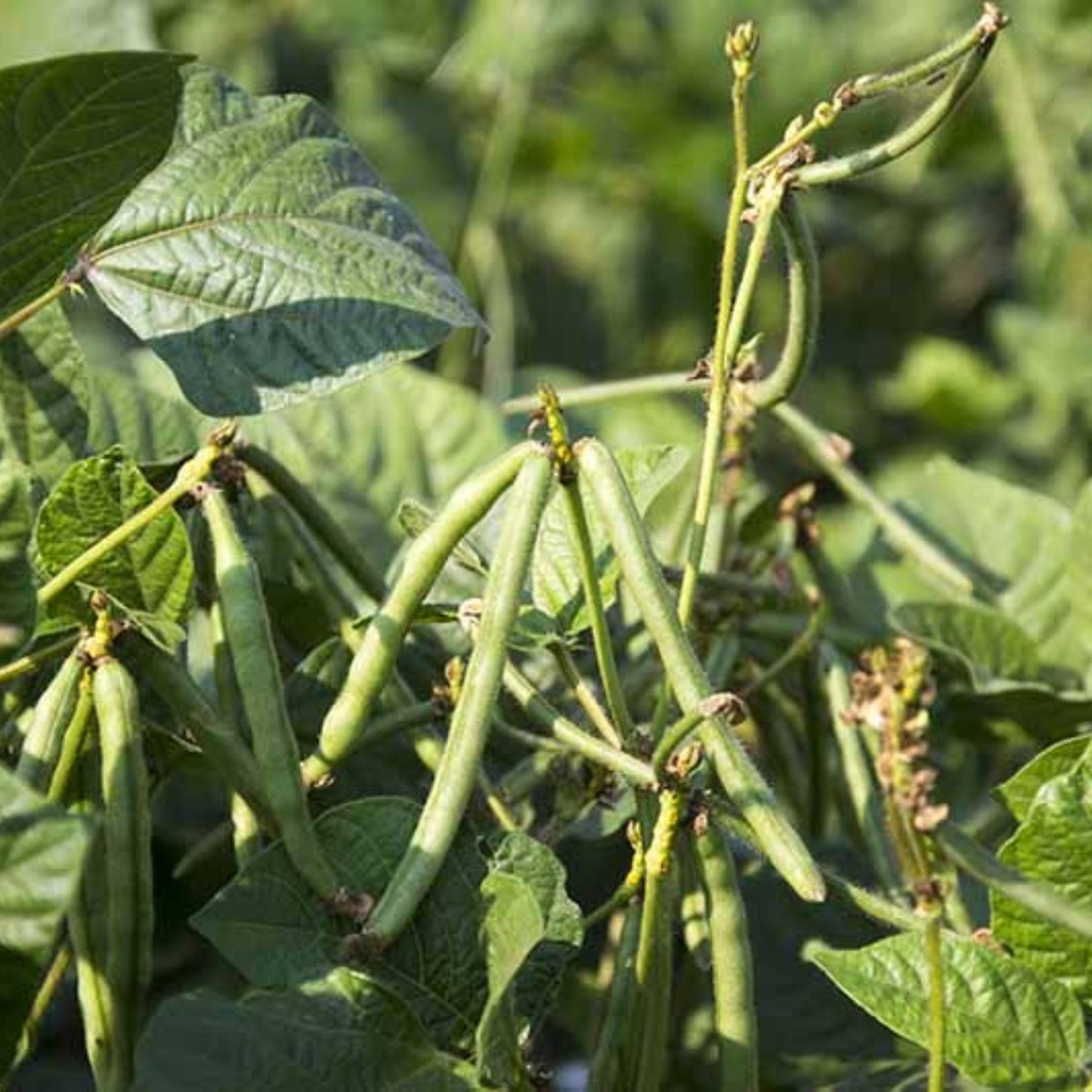 Black Eyed Pea Seeds 50+ Non-GMO, Iowa Grown Vigna unguiculata, Edible Legumes, Organic Gardening Seeds