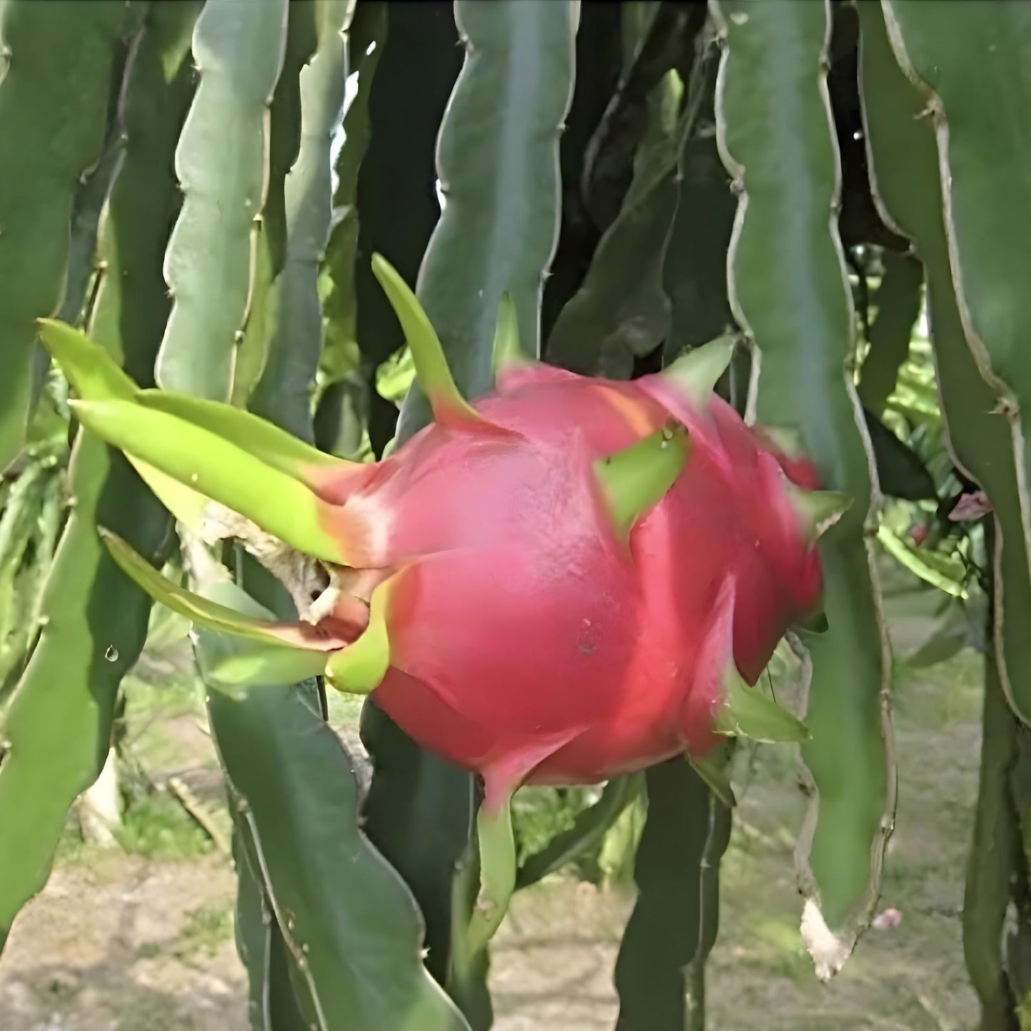 Dragon Fruit Cuttings 10 Pack White Flush Variety 8-14 Inches Long Hylocereus undatus
