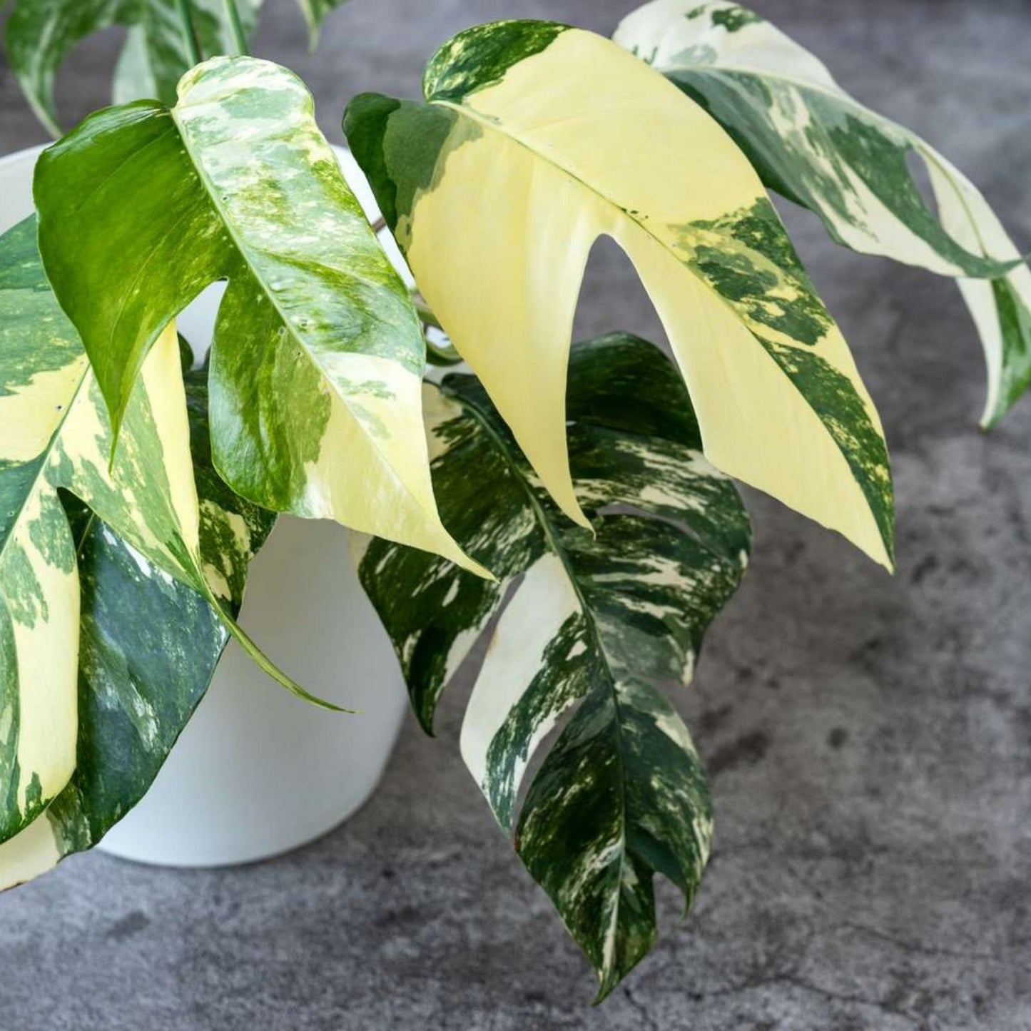 Albo Pothos Rooted Cutting - Variegated Epipremnum Pinnatum Indoor Houseplant for Home Decor
