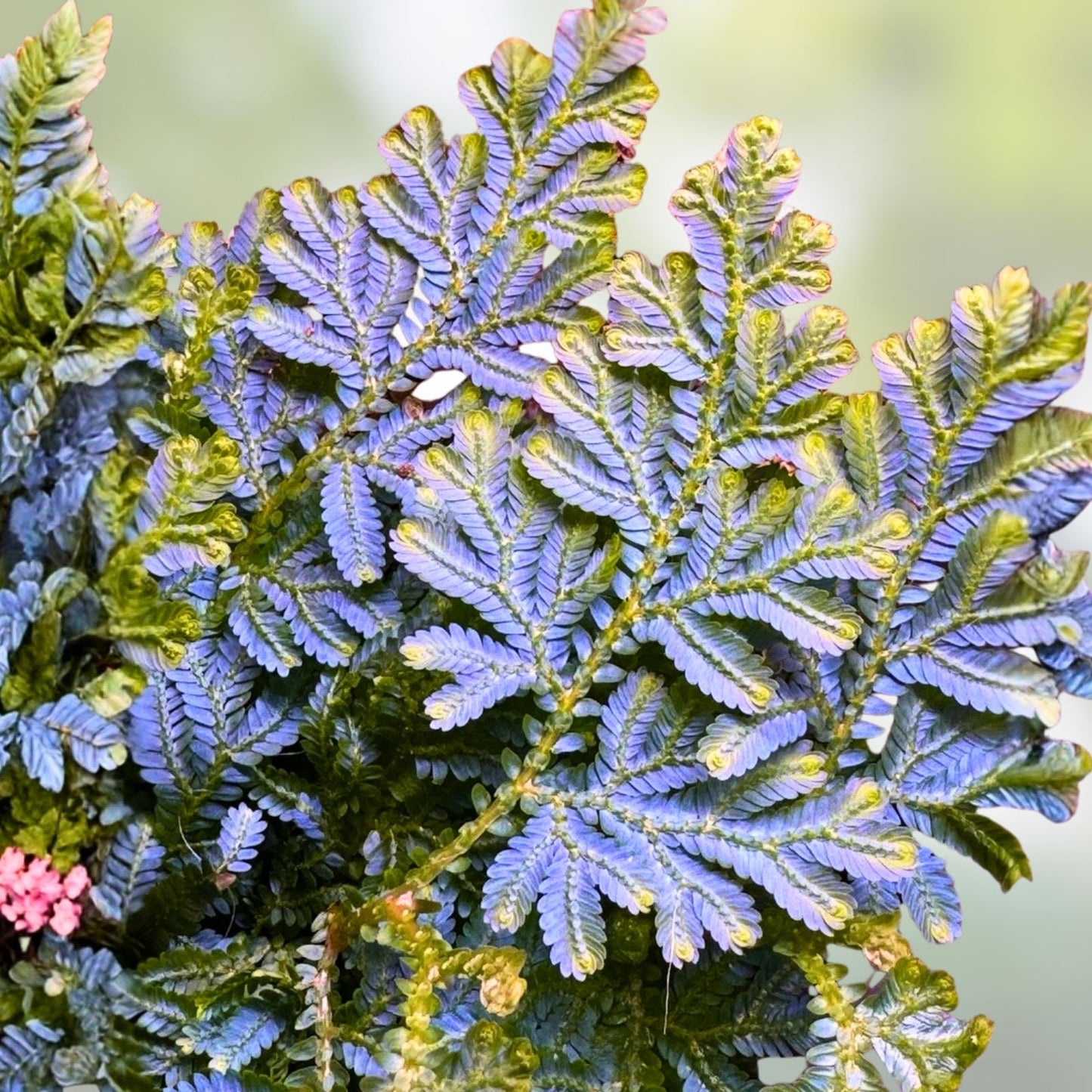Peacock Moss Cutting - Selaginella Wildenowii Blue Spikemoss Fern for Terrariums - Live Plant