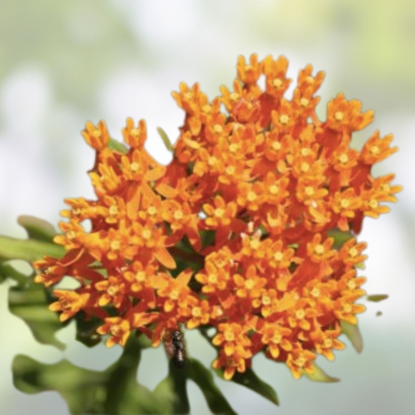 Orange Butterfly Weed Seeds - 100 Organic Perennial Seeds - Asclepias tuberosa - Native Plant for Pollinators - USA Grown, Ships Free