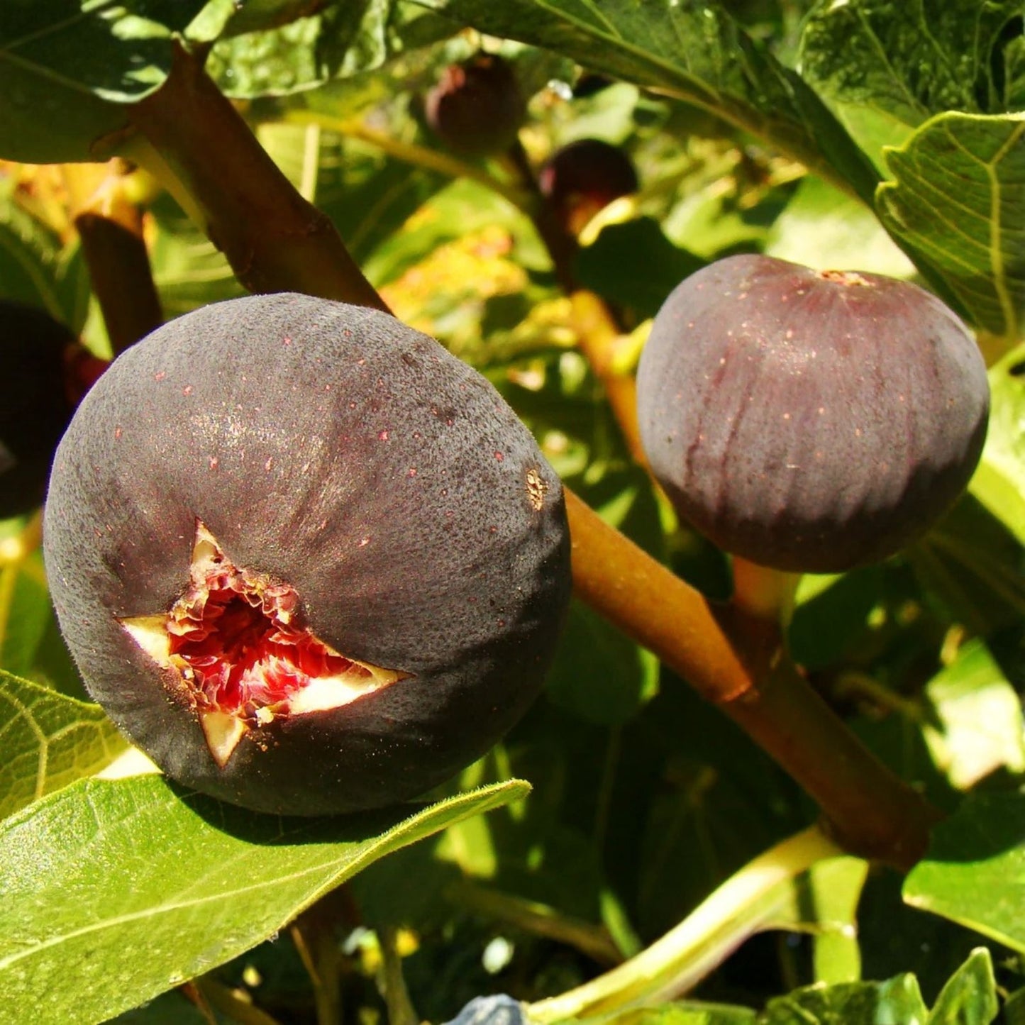 Heirloom Fig Tree Cuttings - Lebanese Black/Purple Variety - Vigorous Ficus carica - Fruit Bearing, Garden Plant, Live Plant