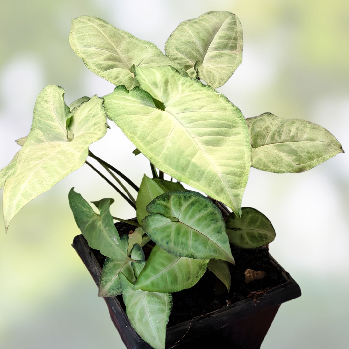 Syngonium Cuttings Green Arrowhead 2 Plants - Syngonium podophyllum Indoor Plant Propagation