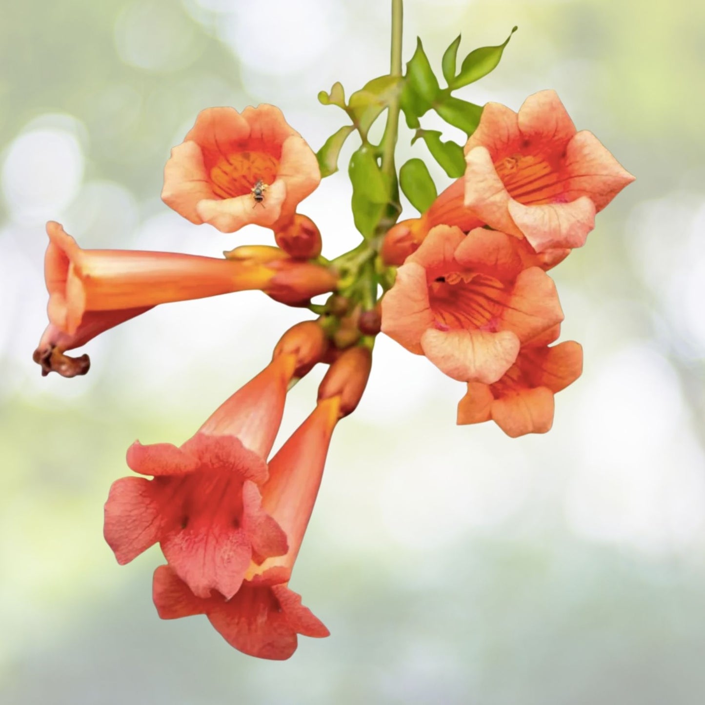 Orange Trumpet Creeper Vine Live Starter Plant - Campsis radicans - Hummingbird Butterfly Attractant - 2-Year-Old Rooted Bare Root