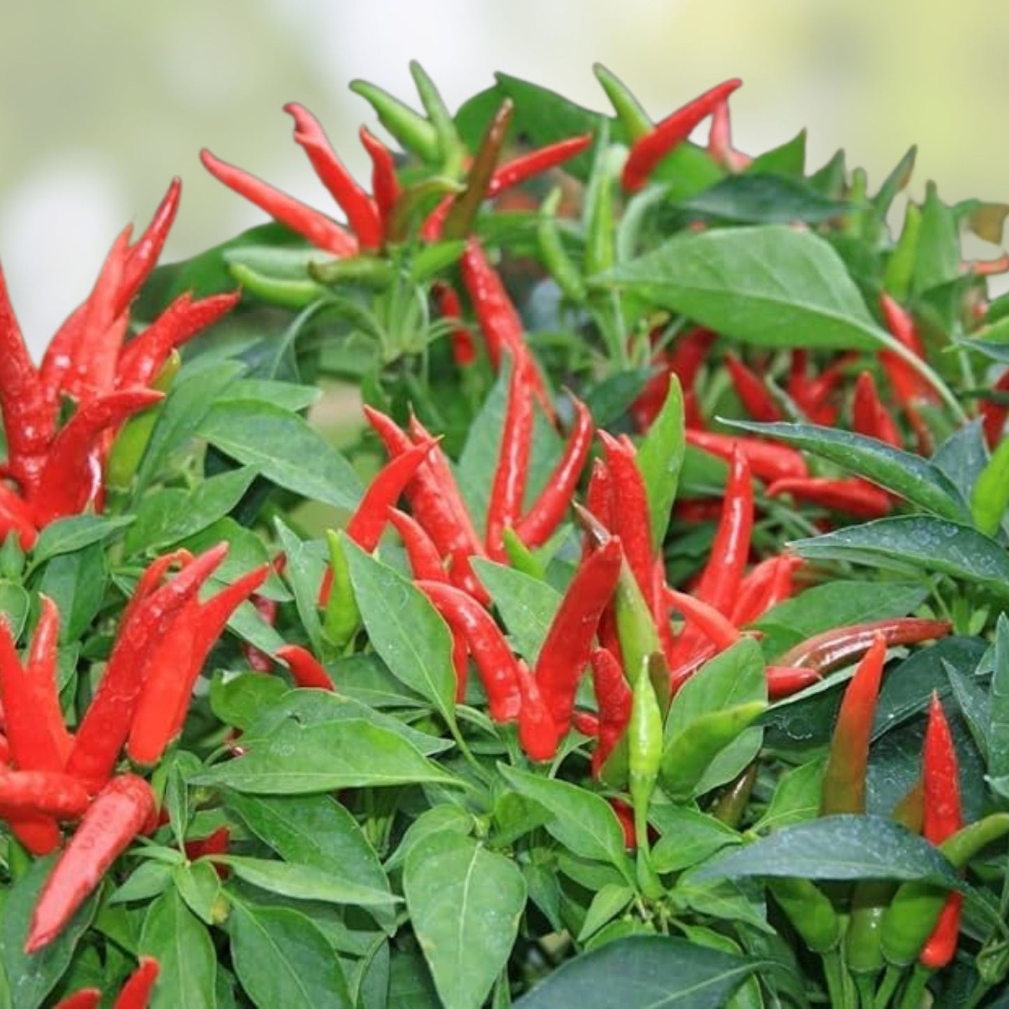 Thai Hot Pepper Seeds 20 Pack Bright Red Heirloom Capsicum Annuum Hot Chili Pepper Seeds