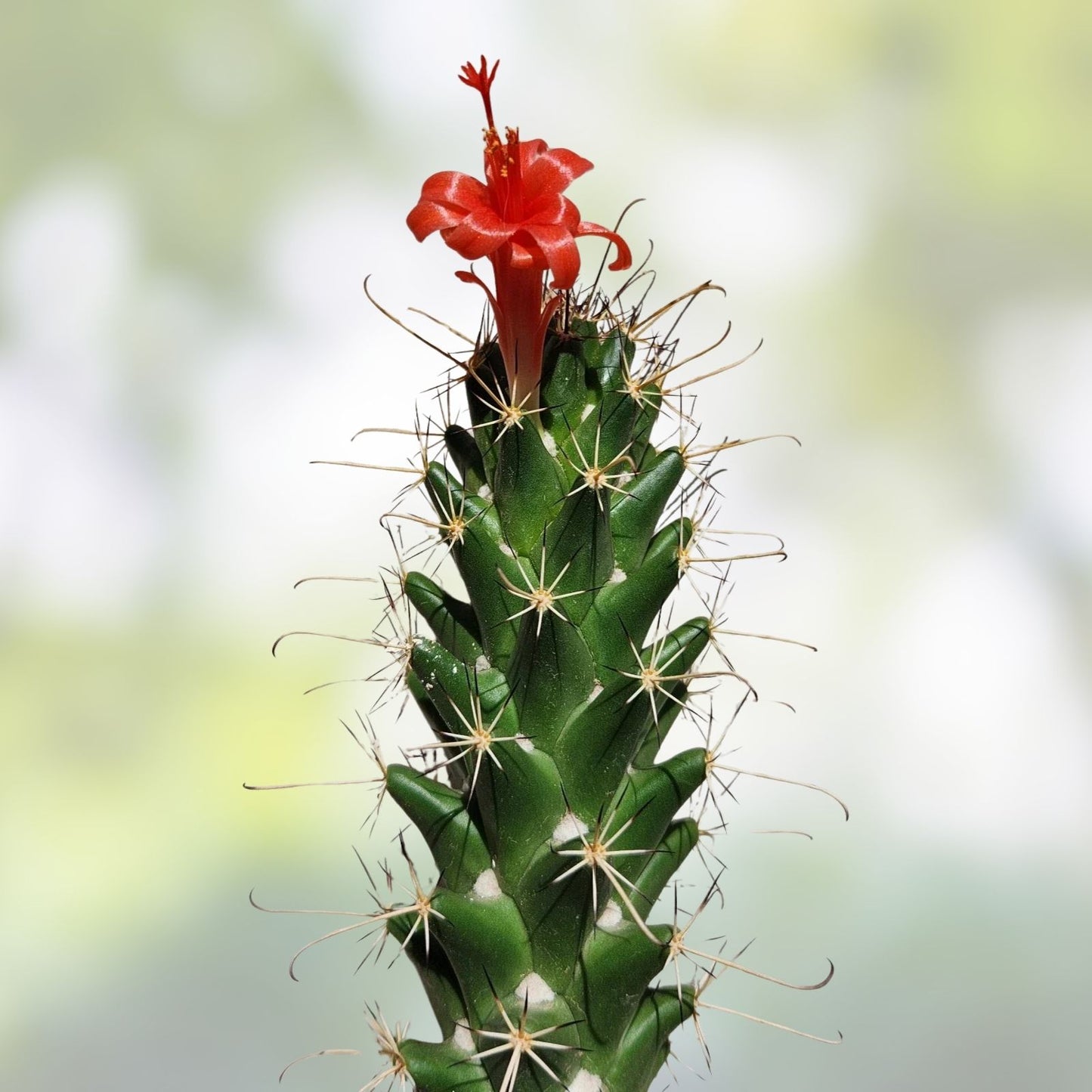 Live Rooted Cactus Plant - Cochemiea poselgeri Succulent for Indoor Outdoor Gardening - Unique Desert Plant