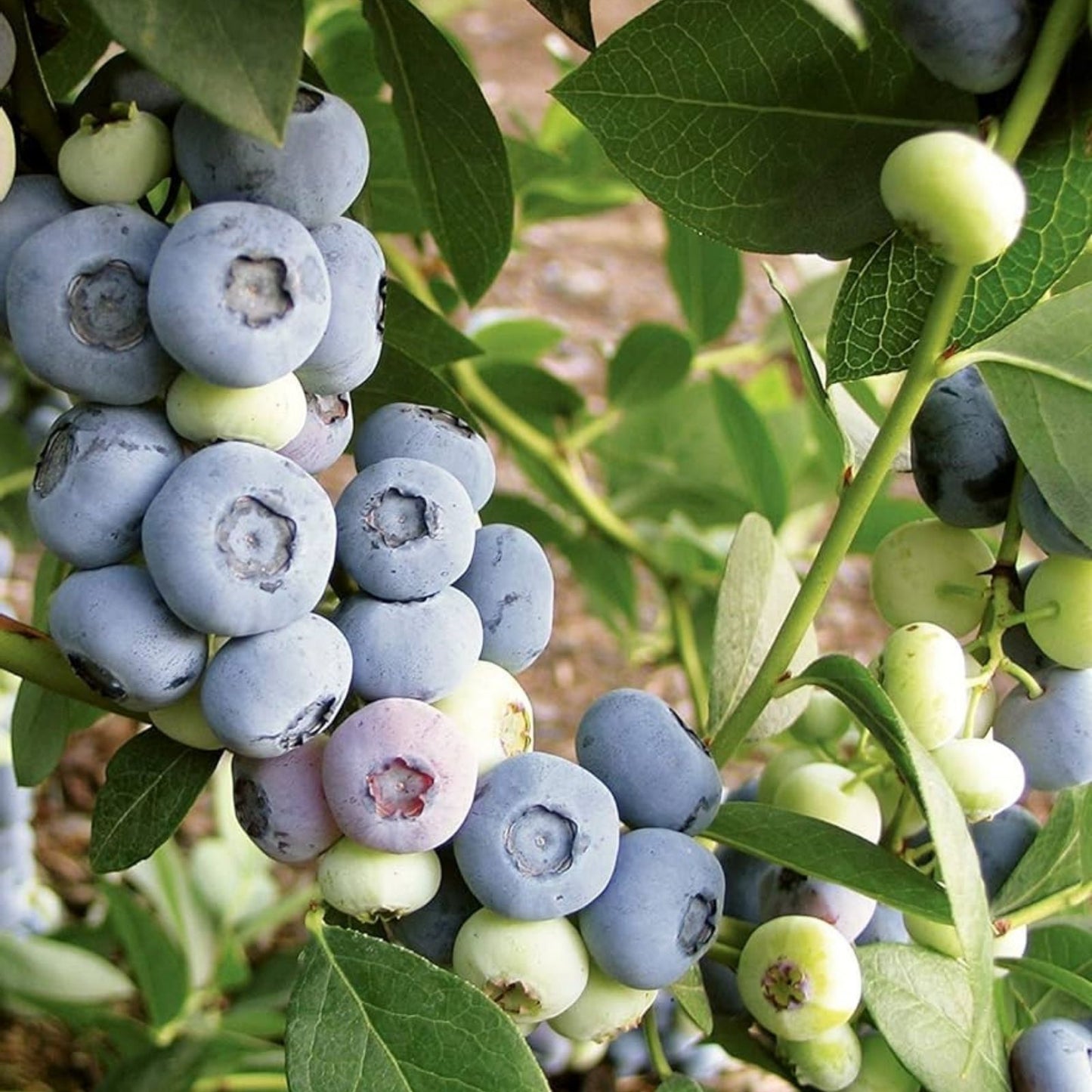 Blueberry Seeds for Planting, 100+ Seeds, High Yield, Vaccinium corymbosum, Organic Blueberry Seeds for Garden, Fruit Growing