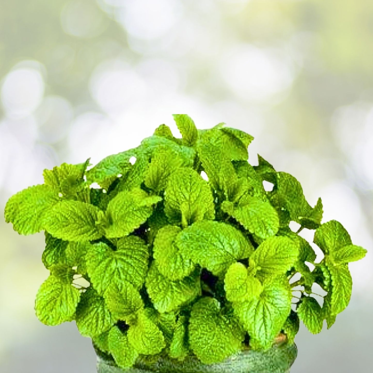Lemon Balm Live Plant Plugs - Melissa officinalis Herb for Tea & Garden - Well-Rooted Aromatic Herb