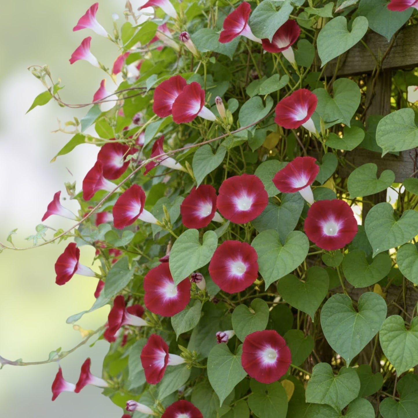 Red Morning Glory Seeds 100 Pack - Ipomoea coccinea - Vibrant Garden Flowers for Climbing and Trellises