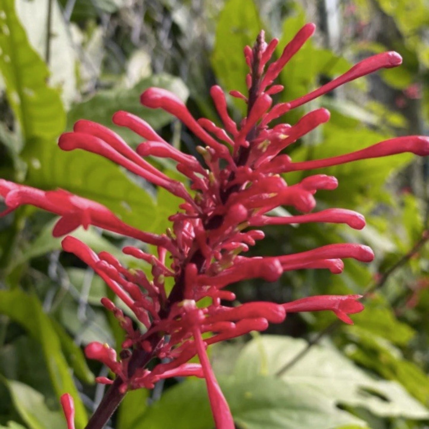 Red Firespike Plant Cuttings – 6 Organic Red Spike Plants for Butterfly and Hummingbird Gardens (Odontonema strictum)