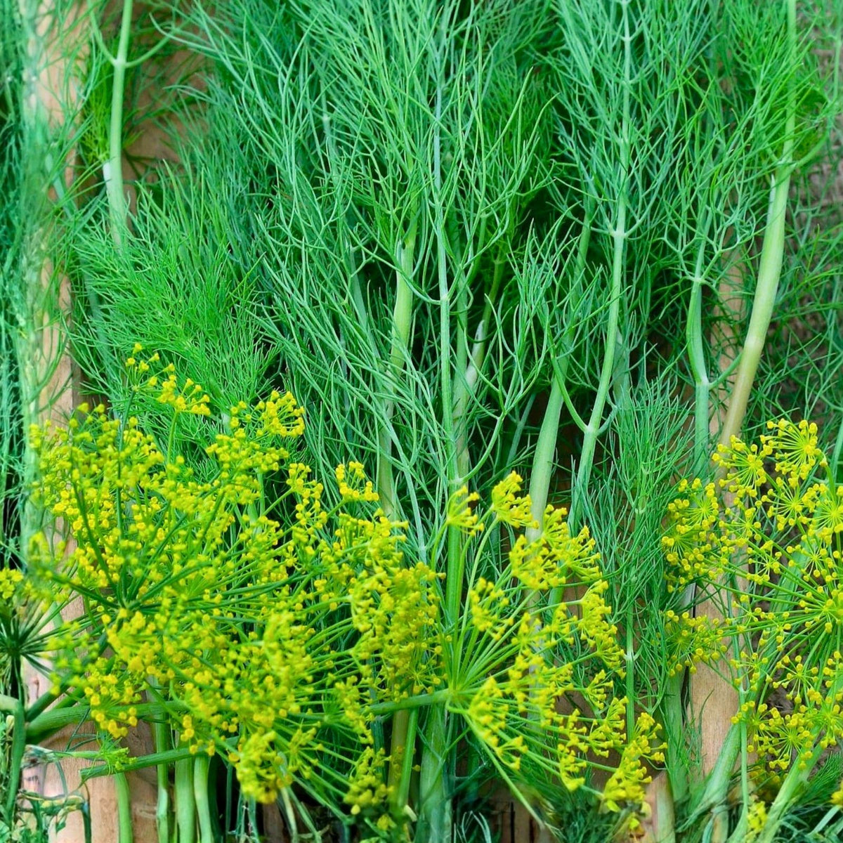 Dill Seeds 500 Non-GMO Heirloom Herb Seeds - Bouquet Dill (Anethum graveolens) for Gardening and Spices
