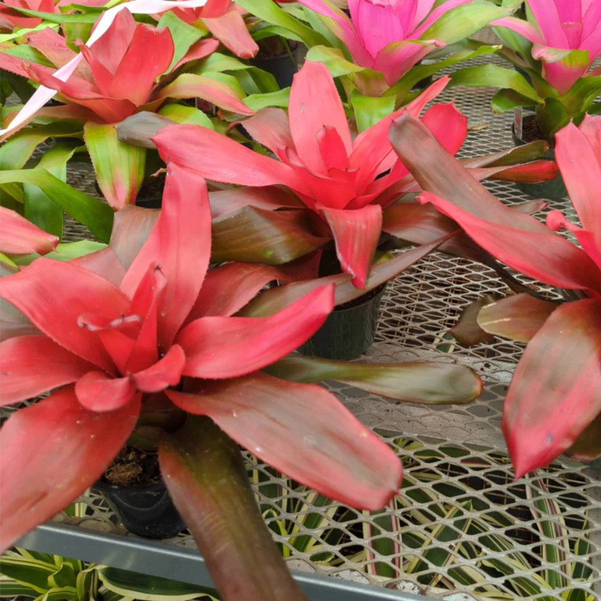 Bromeliad Plant 6" Neoregelia Maria - Tropical Indoor Houseplant, Decorative Neoregelia Variety, Easy Care Bromeliad