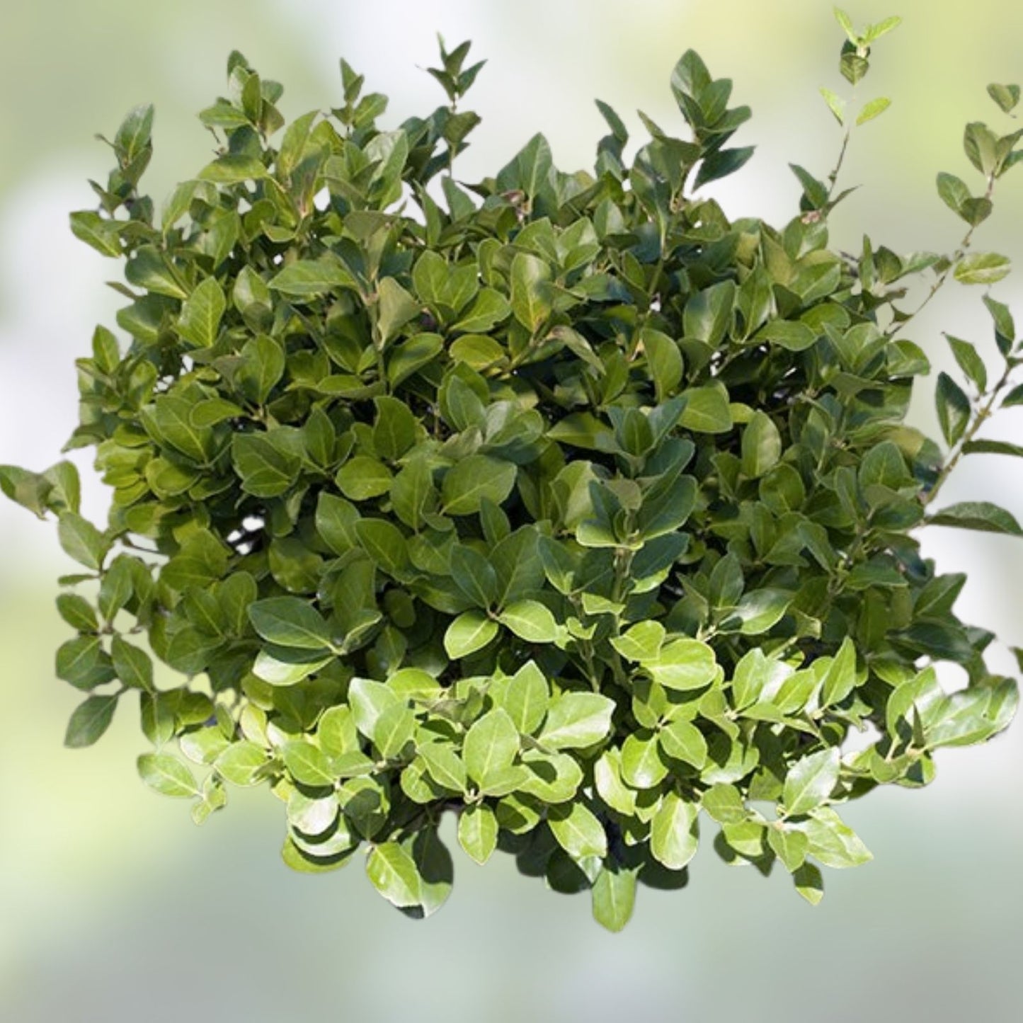 Rooted Euonymus Manhattan Shrubs - Fast Growing Euonymus fortunei Cuttings for Landscaping and Garden