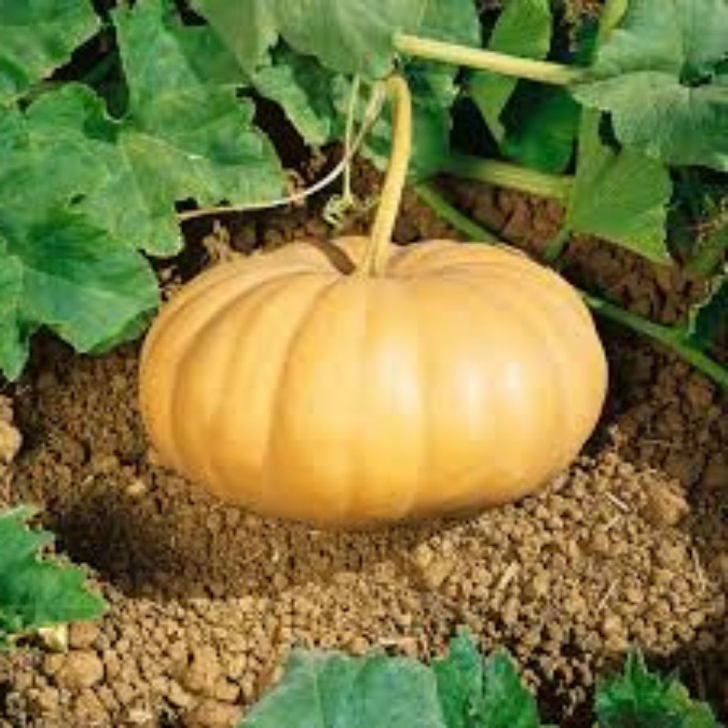 Long Island Cheese Pumpkin Seeds - 10 Organic Seeds - Cucurbita maxima - USA Grown - Heirloom, Gourmet, Culinary Seeds