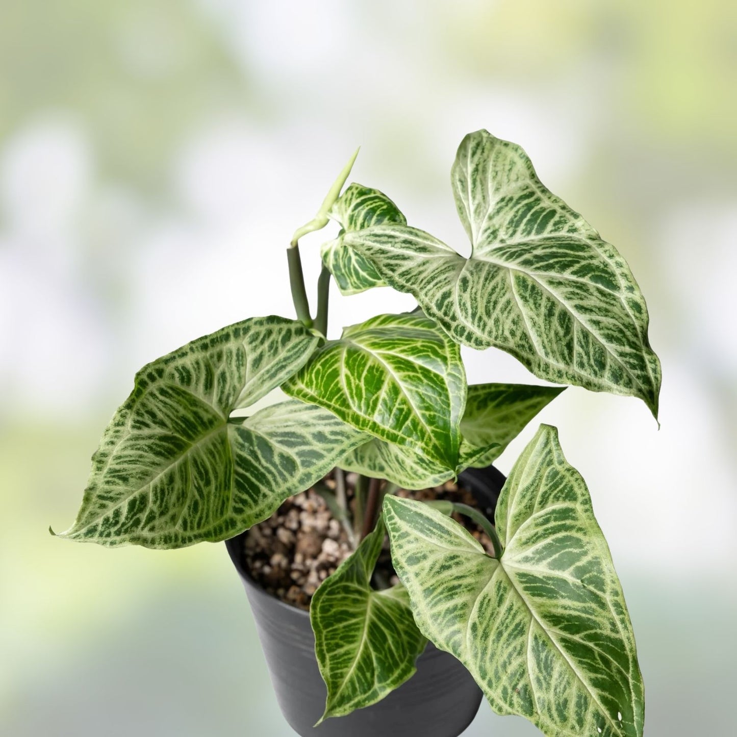 Syngonium Plant #3 Batik Variety Potted Rooted Indoor Houseplant Syngonium podophyllum