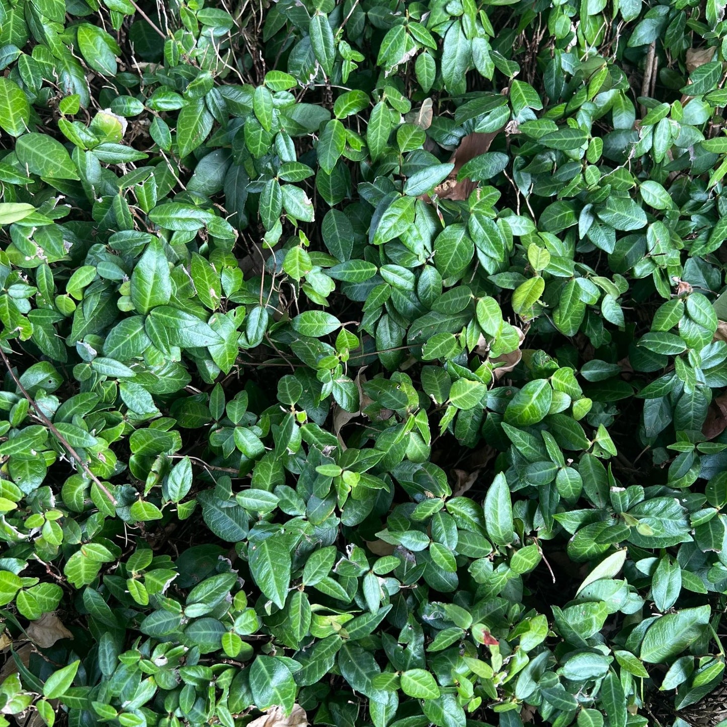Wintercreeper Starter Plants 6-Pack - Evergreen Ground Cover Euonymus fortunei Hardy Garden Vines for Landscaping