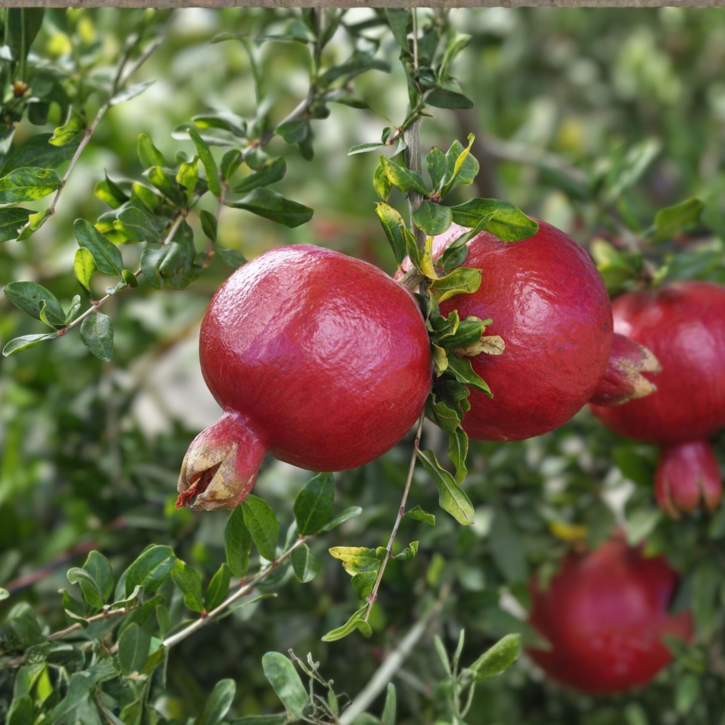 Pomegranate Tree Starter Plant - Wonderful Variety - Edible Fruit - Punica granatum - 1 Bare Root Plant