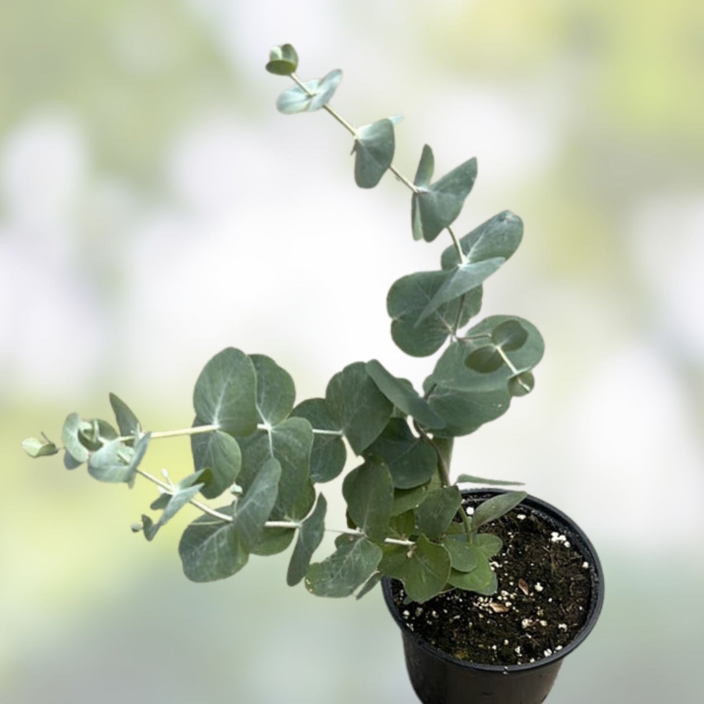 Eucalyptus Bonsai Seeds 40+ Silver Dollar 'Baby Blue' Eucalyptus pulverulenta Tree Seeds for Growing