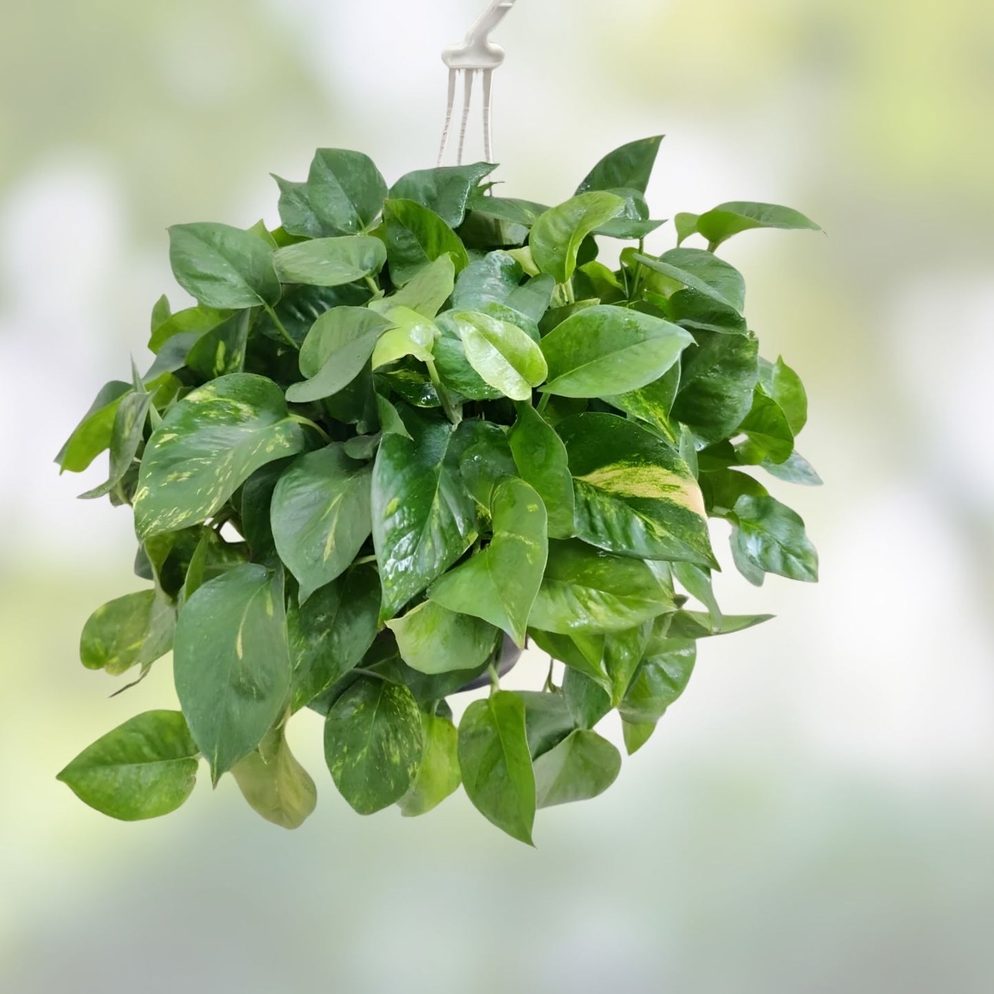 Rooted Pothos Plant Cuttings - 10 Epipremnum aureum Indoor Houseplants for Home & Office Decor