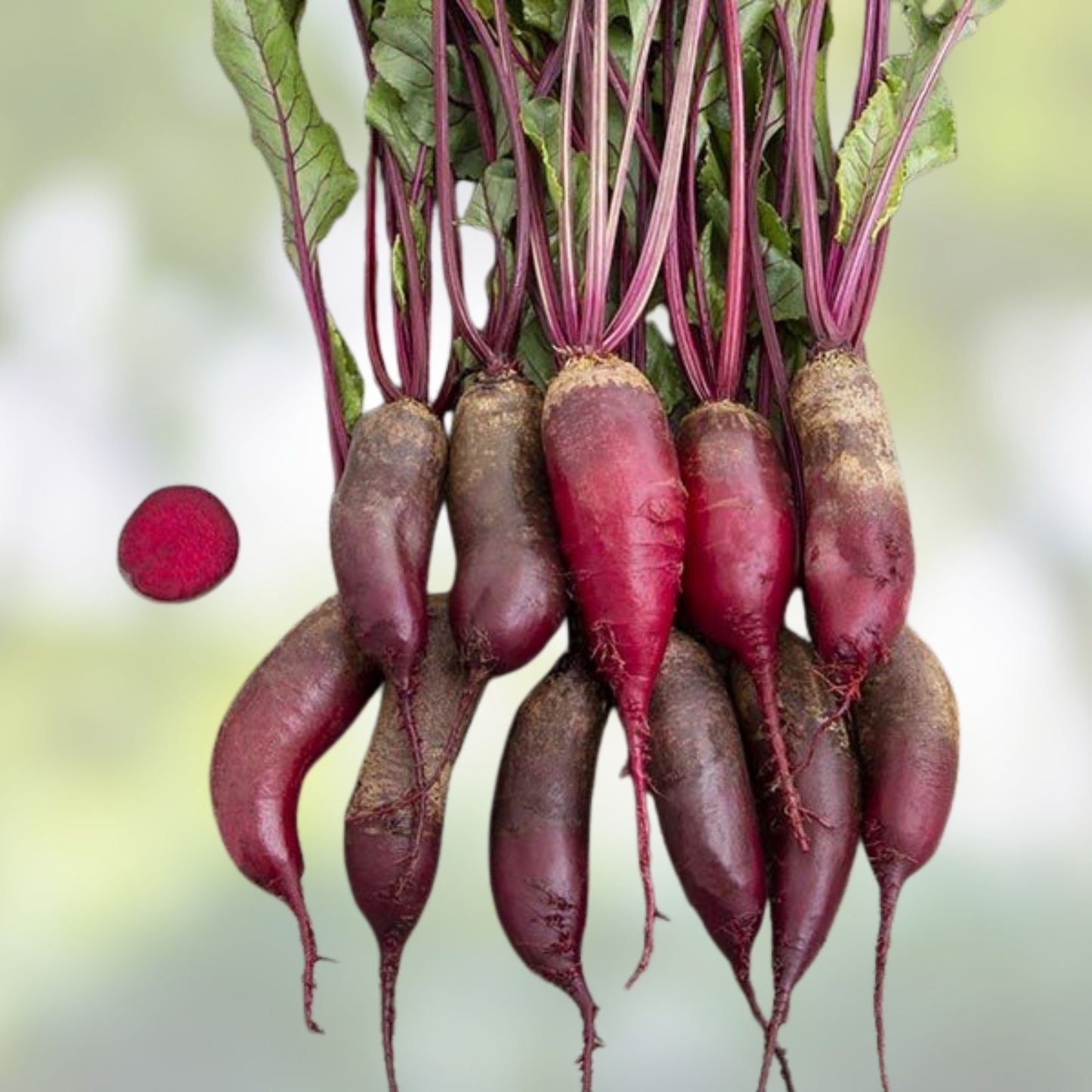 Beet Seeds for Microgreens 8 oz Non-GMO Organic Beta vulgaris Healthy Sprouts for Gardening