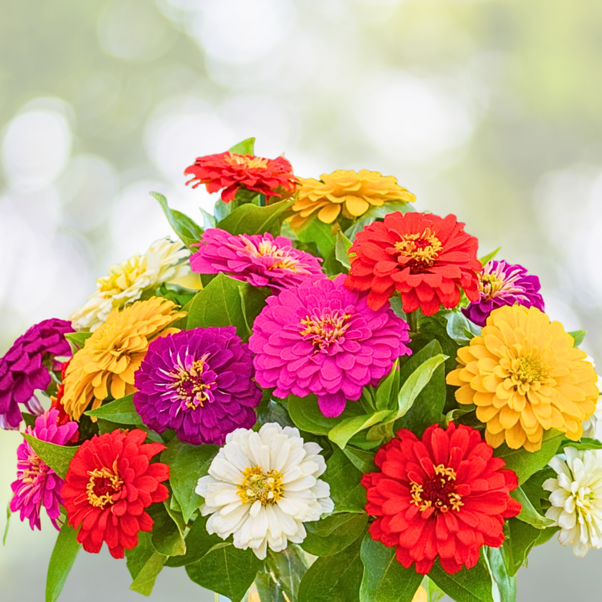 Zinnia Seeds - Tranquility Mix - Double Butterflies - Hummingbirds - 100 Seeds - Zinnia elegans