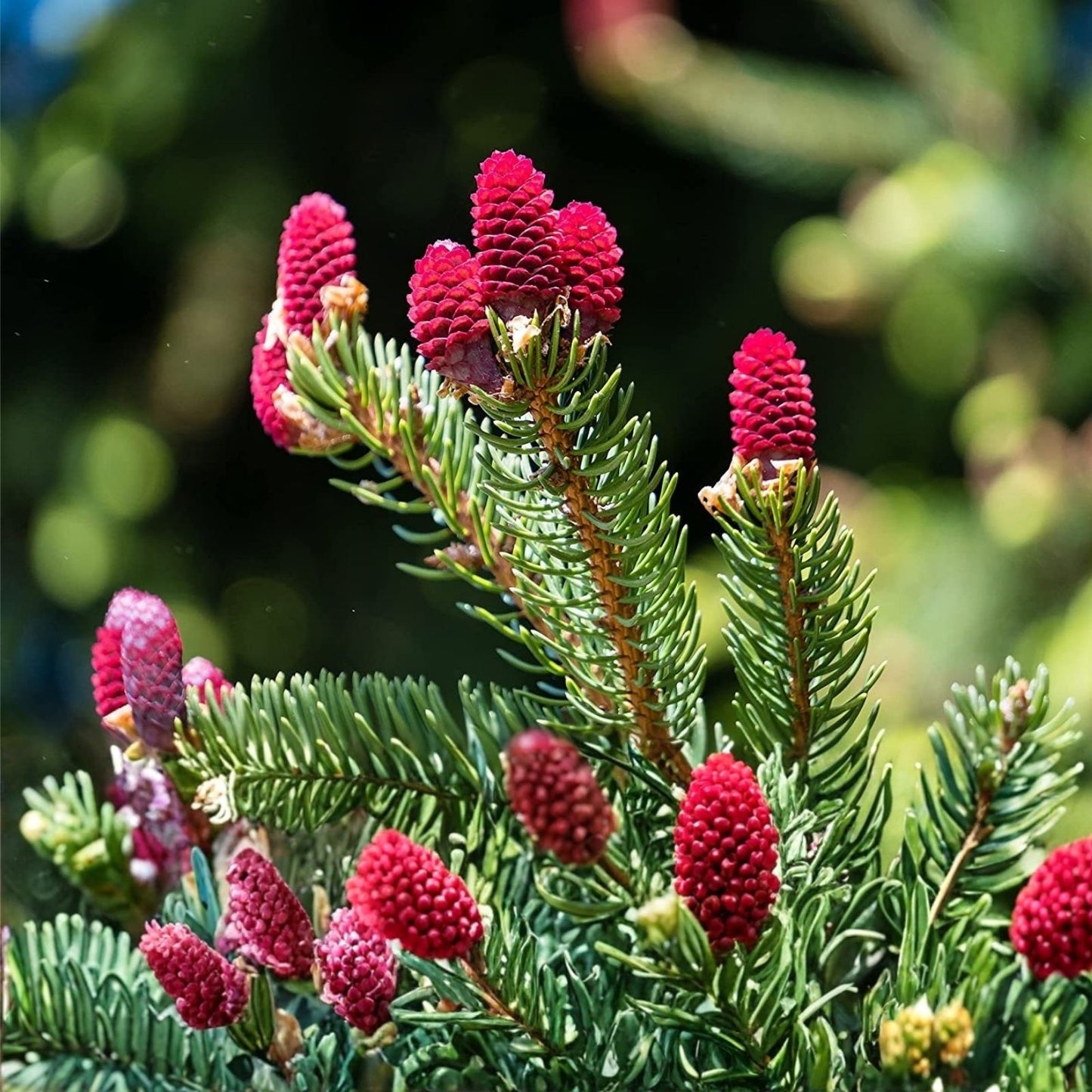 Red Spruce Tree Seeds 30 Pack - Picea Rubens Planting Seeds for Gardening and Landscaping - Grown in Iowa, USA