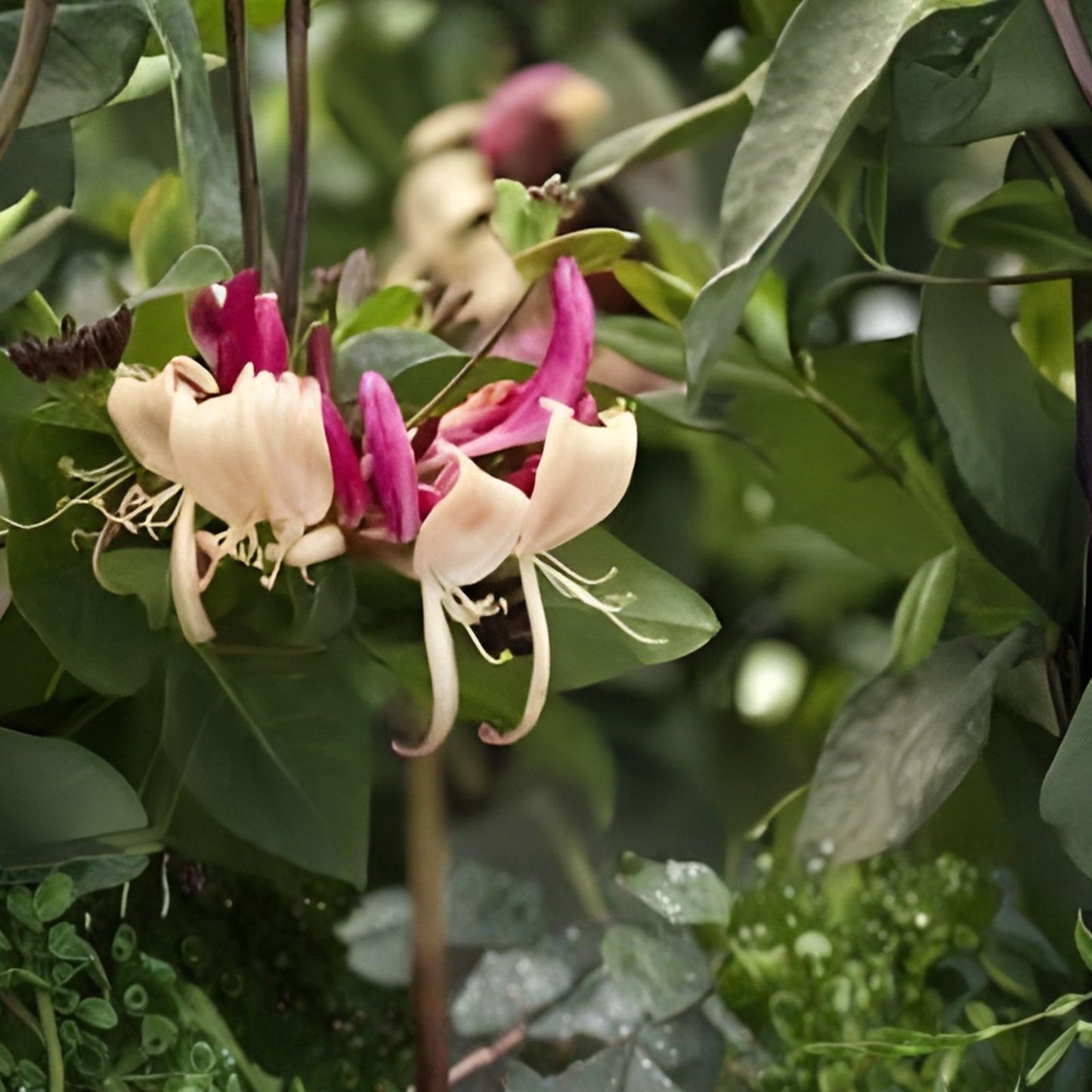 Honeysuckle Vine Plant Rooted Starter Peaches & Cream Variety Lonicera periclymenum Garden Climber