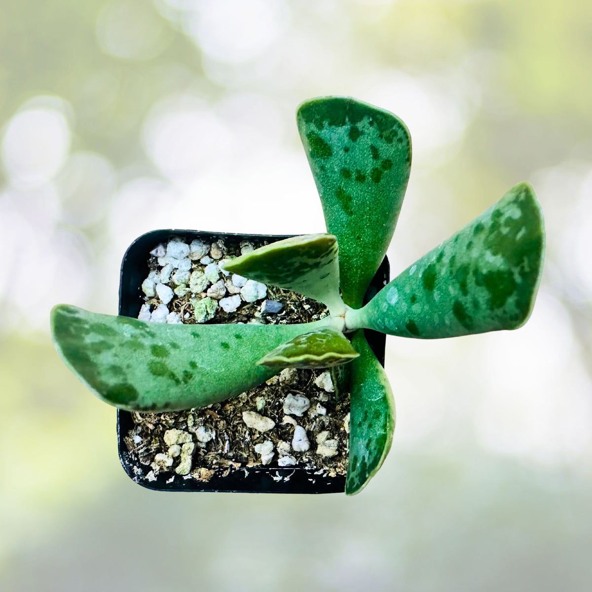 Adromischus Cooperi Succulent - 3" Plover Eggs Plant - Unique Purple Spotted Fleshy Leaves - Cute Container Garden Option