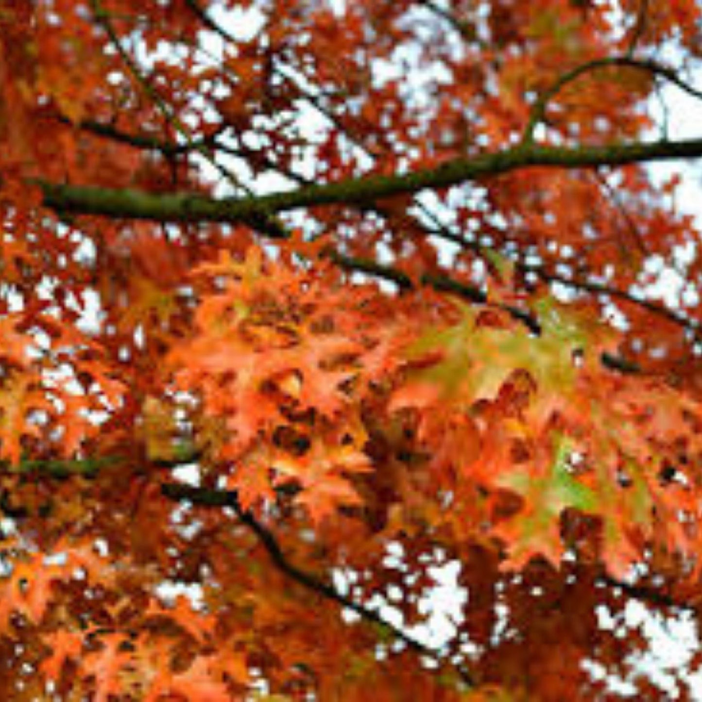 Pin Oak Tree Seeds 50 Count - Quercus palustris Native Hardwood Fast-Growing Shade Tree Seeds for Planting