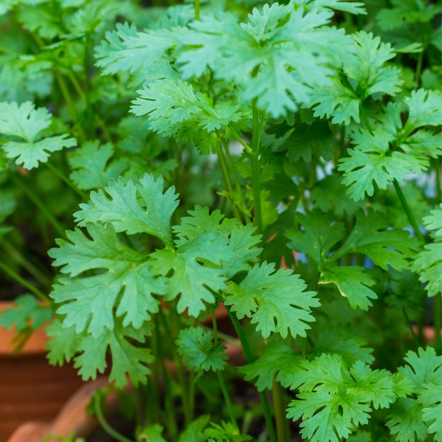 Cilantro Seeds 50+ Slow Bolt Coriandrum sativum Culinary Herb for Asian Mexican Dishes Garden Planting