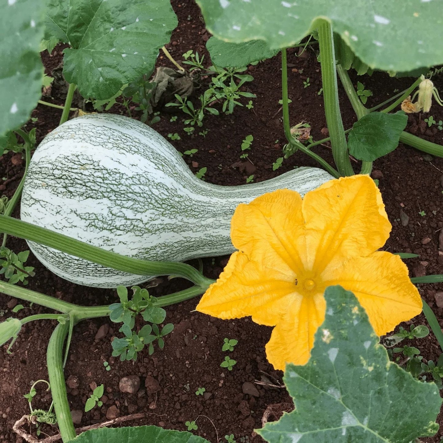 Cushaw Green Striped Squash Seeds, Organic, 10 Count, Cucurbita mixta, USA Grown, Heirloom Vegetable Seeds, Free Shipping