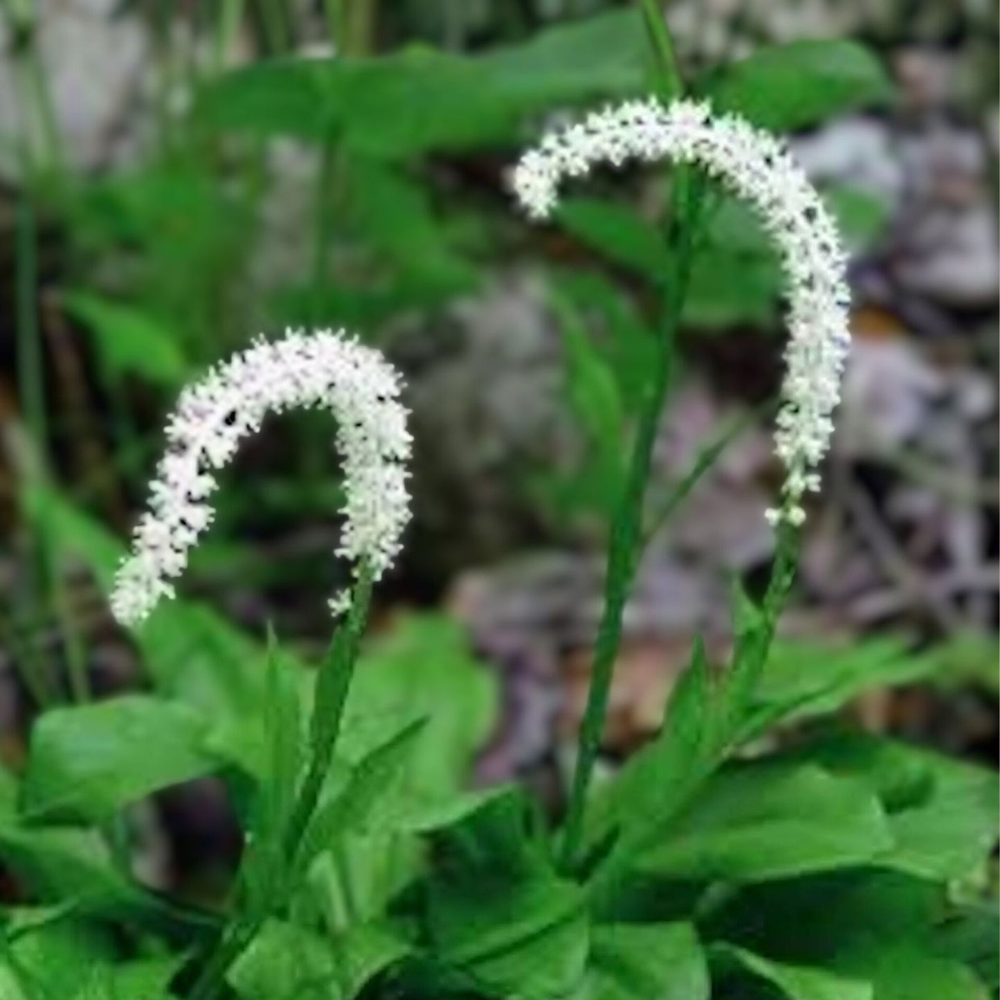 False Unicorn Plants Bareroot 5 Count Chamaelirium luteum Wildflower Native Medicinal Shade Garden Appalachian Grown