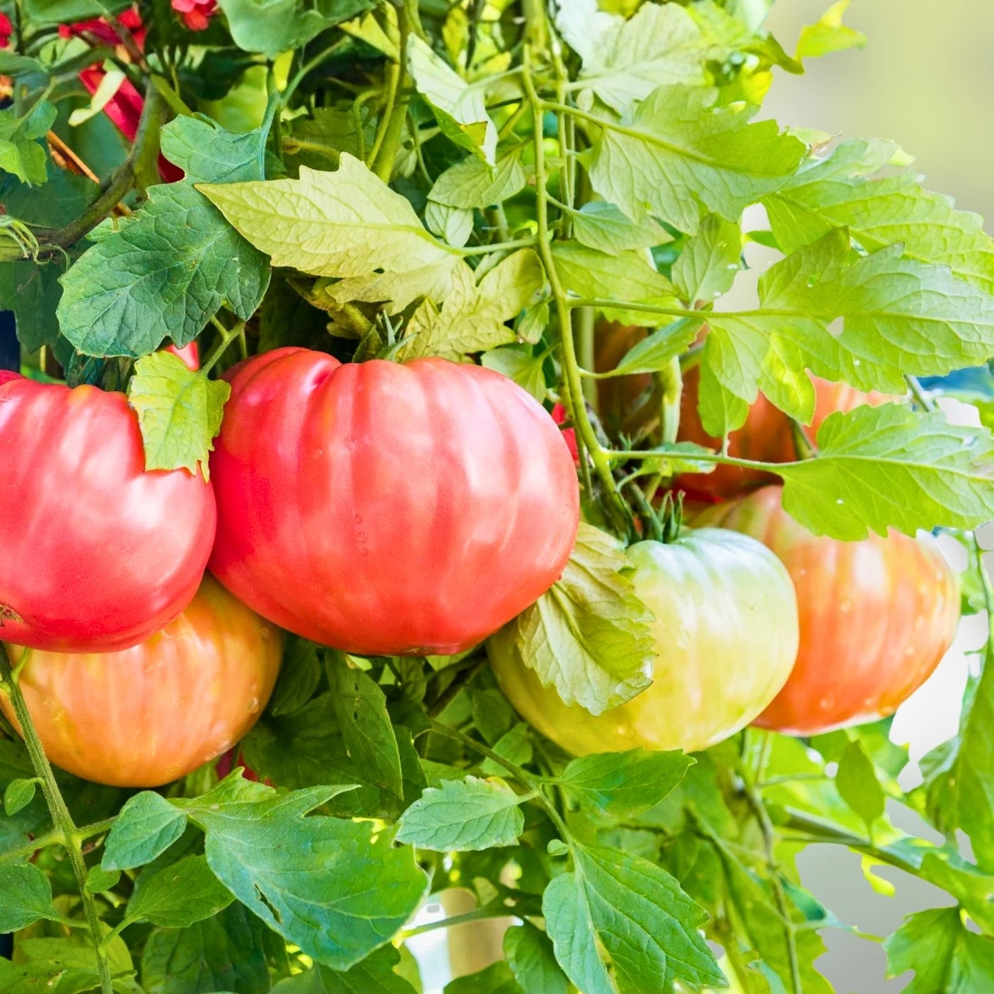 Beefsteak Tomato Seeds 500 Pack Heirloom Non-GMO Vegetable Solanum lycopersicum