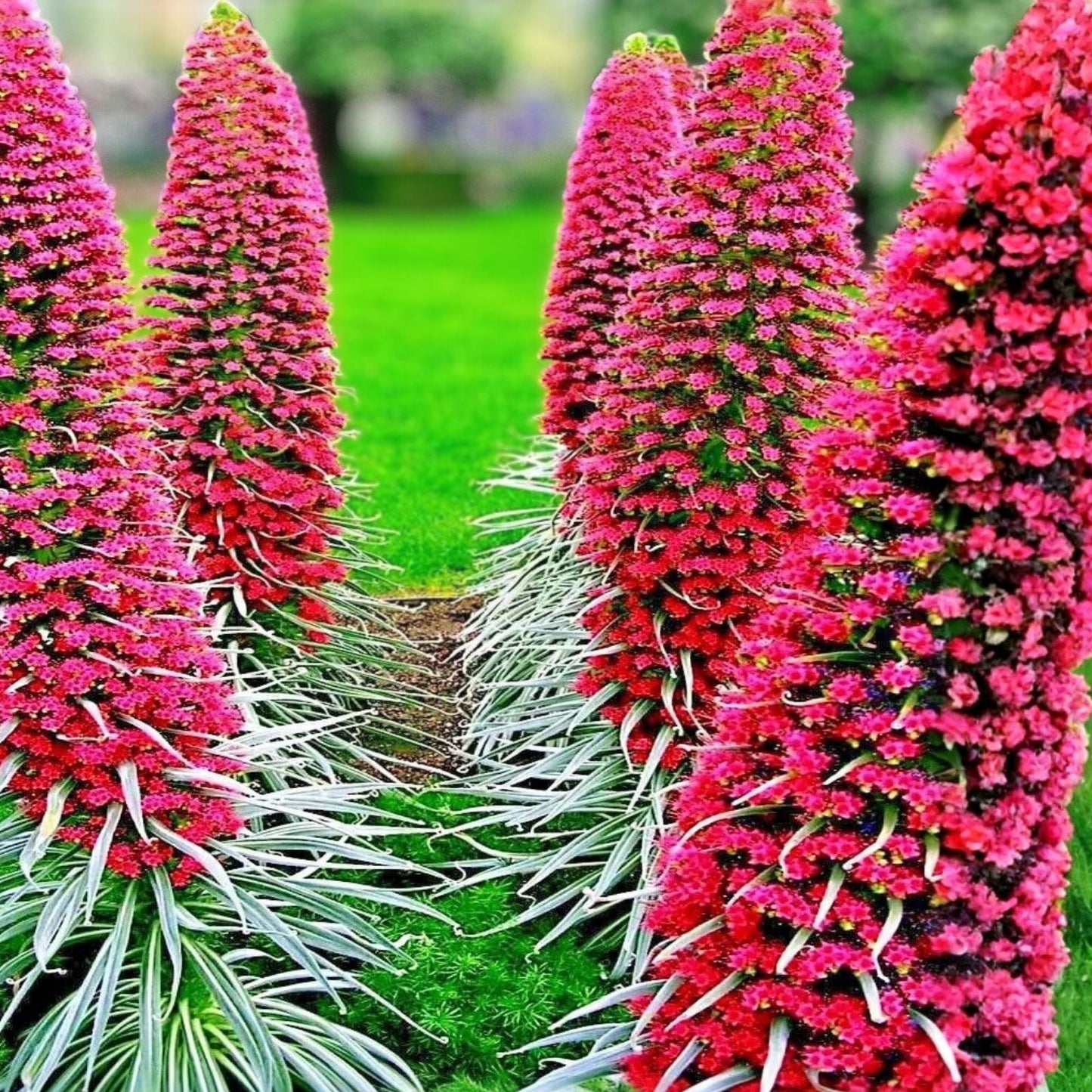 Tower of Jewels Seeds 10 Pack | Rare Echium Wildpretii Exotic Flowering Plant Seeds
