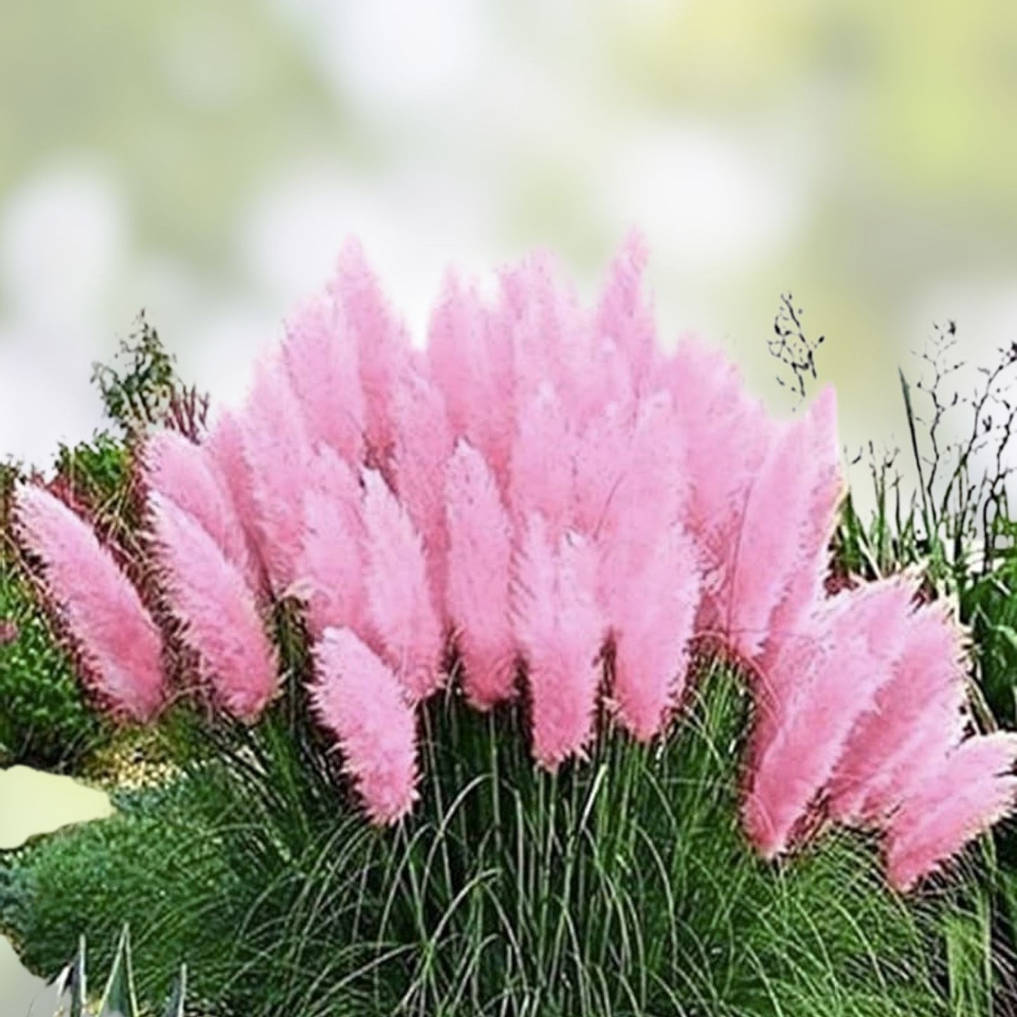 Pink Pampas Grass Seeds 100 Pack - Ornamental Landscaping Grass - Cortaderia selloana