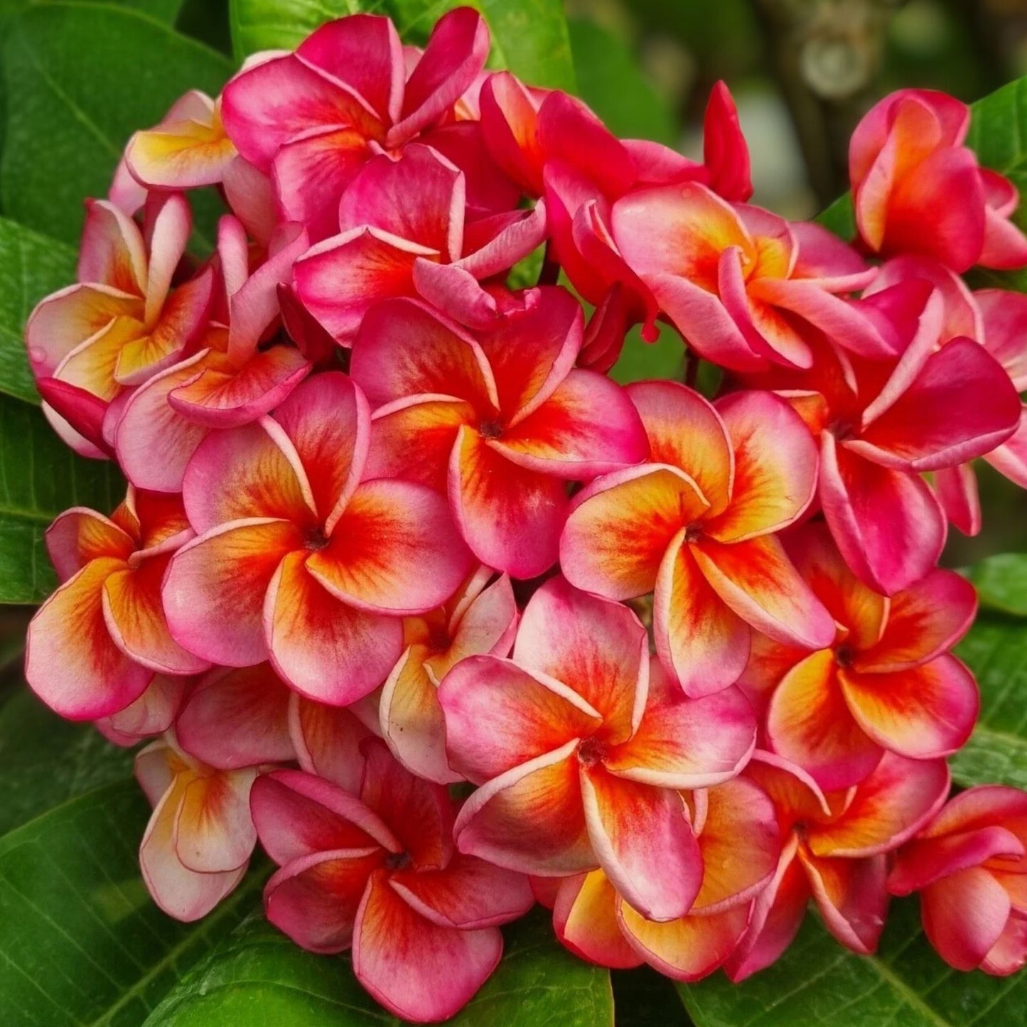 Plumeria Cutting Hurricane Sunrise - Tropical Flowering Plant - Frangipani - Garden Plant, Easy to Grow, Live Plant, Gift