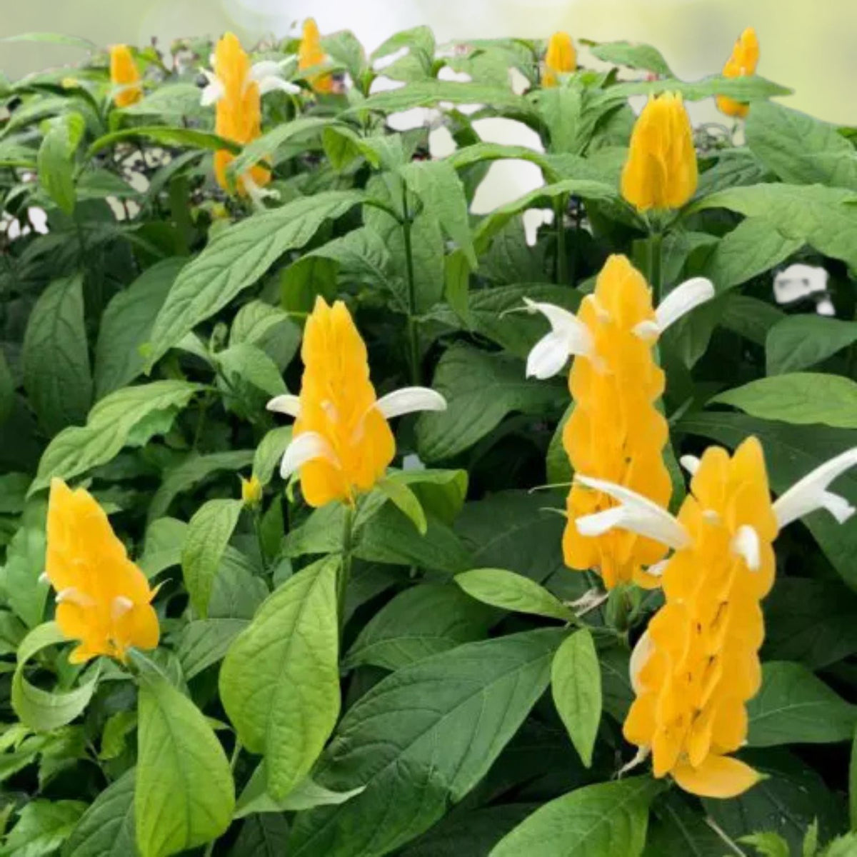 Yellow-Shrimp-Plant-4-to-6-Inch-Pachystachys-lutea-No-Pot-Tropical-Flowering-Plant-for-Gardens-and-Indoor-Decor