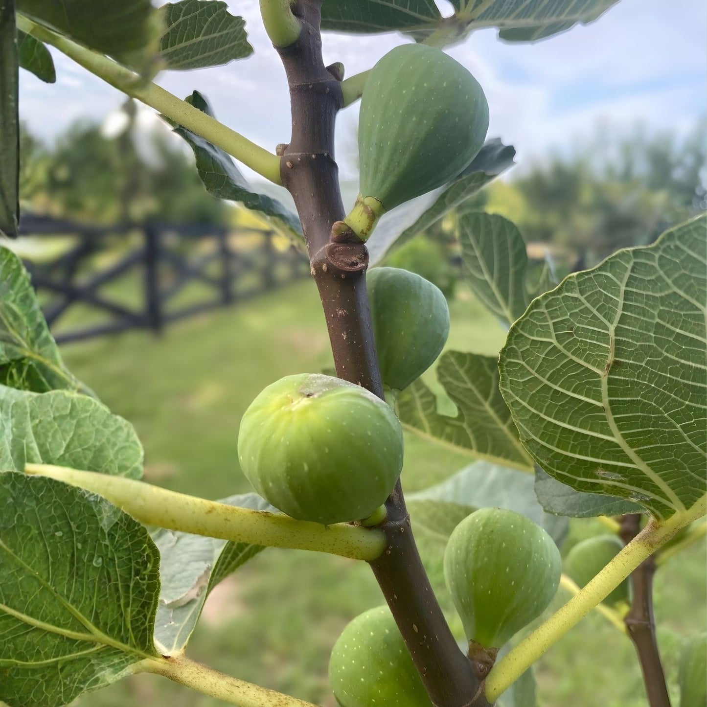 Green Ischia Fig Cuttings 2 Pack with Willow Water for Rooting Ficus carica Plant Propagation