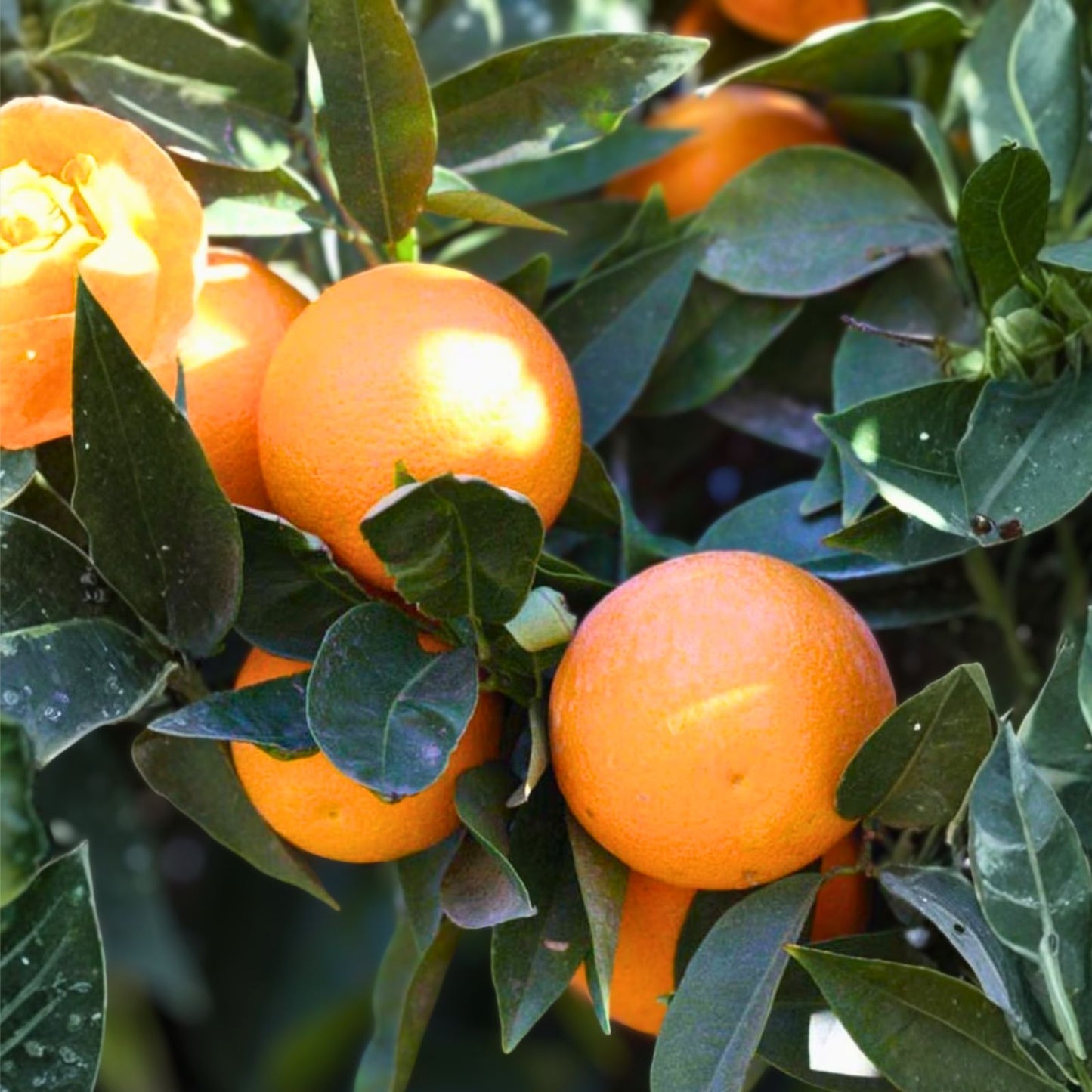 Grafted Hamlin Orange Tree 3-4 ft - Citrus sinensis - Live Potted Plant with Soil for Sale