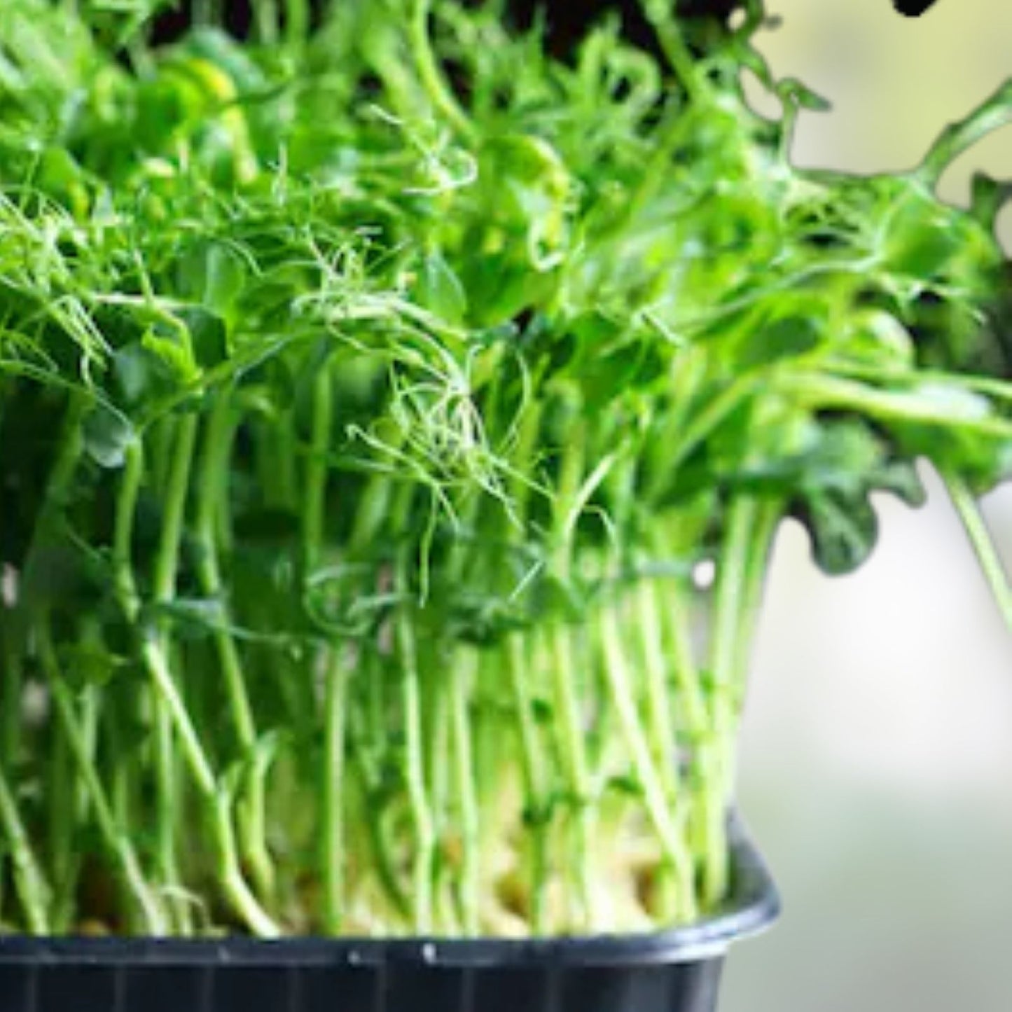 Dundale Pea Sprouting Seeds 4 oz - Non-GMO Organic Microgreens Grow Kit - Pisum sativum