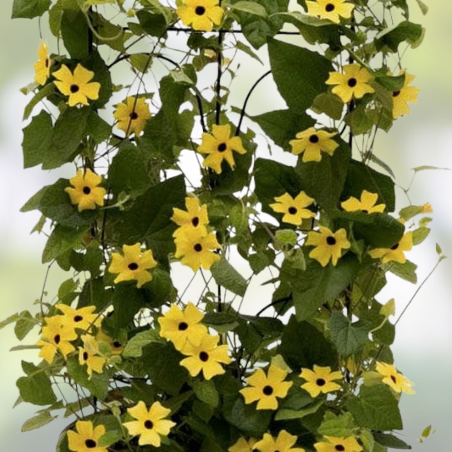 Blue Climbing Vine Seeds 50 Pack for Planting – Thunbergia alata, Landscaping, Garden, Fast Growing, Ornamental Flower Seeds